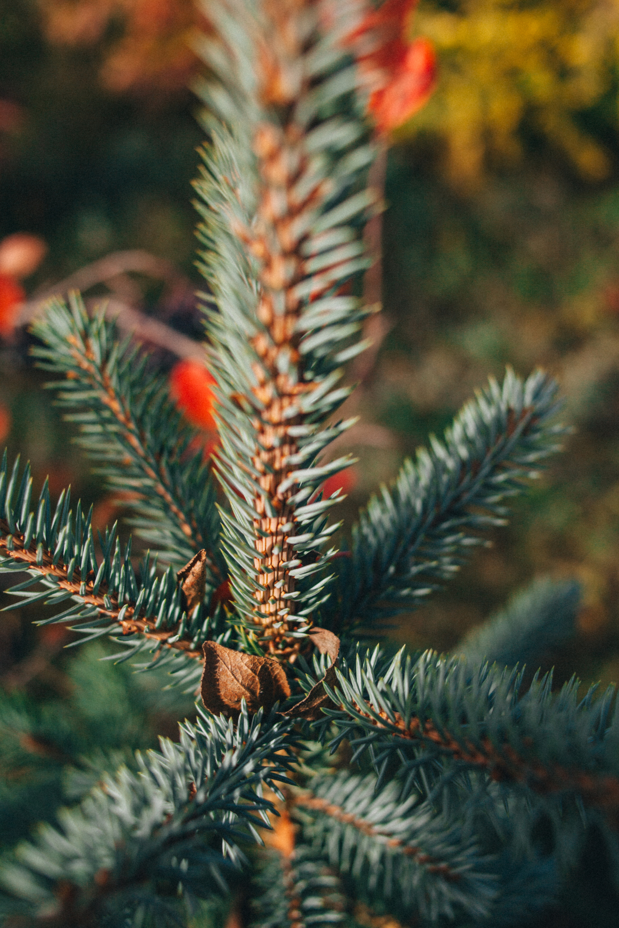 Garden sketches, 2018. Photographer in Serbia Azaliia Fomina