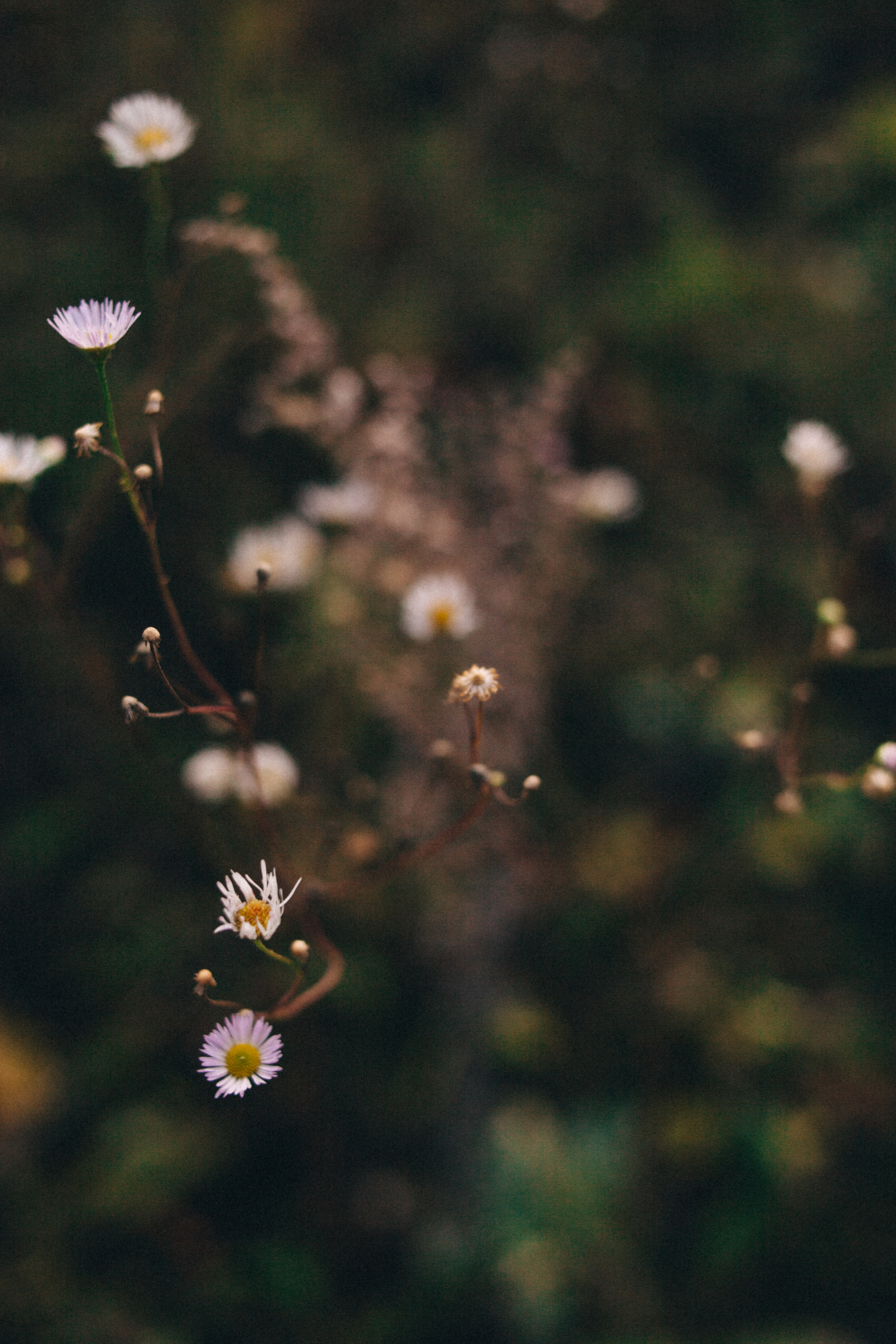 Garden sketches, 2018. Photographer in Serbia Azaliia Fomina