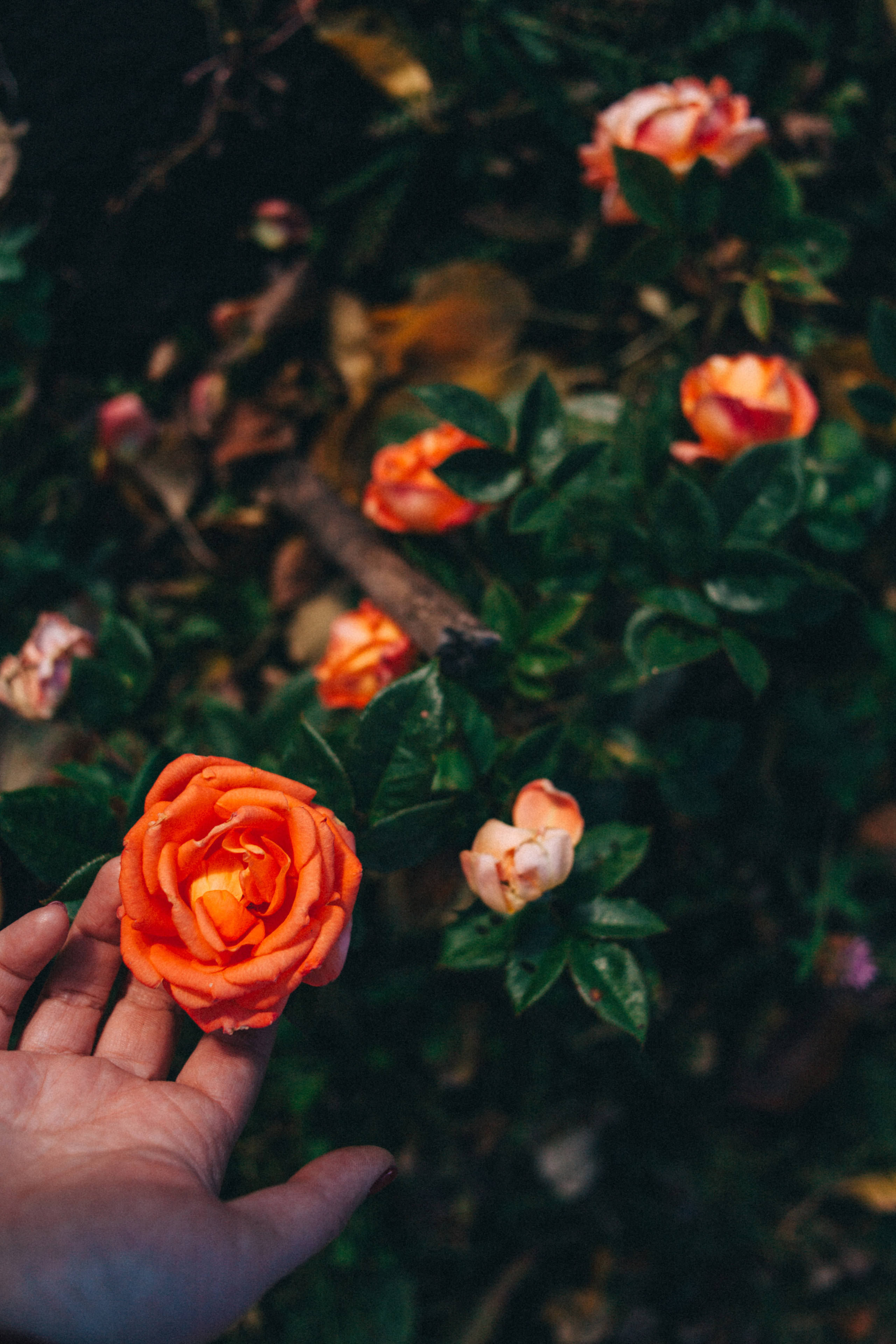 Garden sketches, 2018. Photographer in Serbia Azaliia Fomina