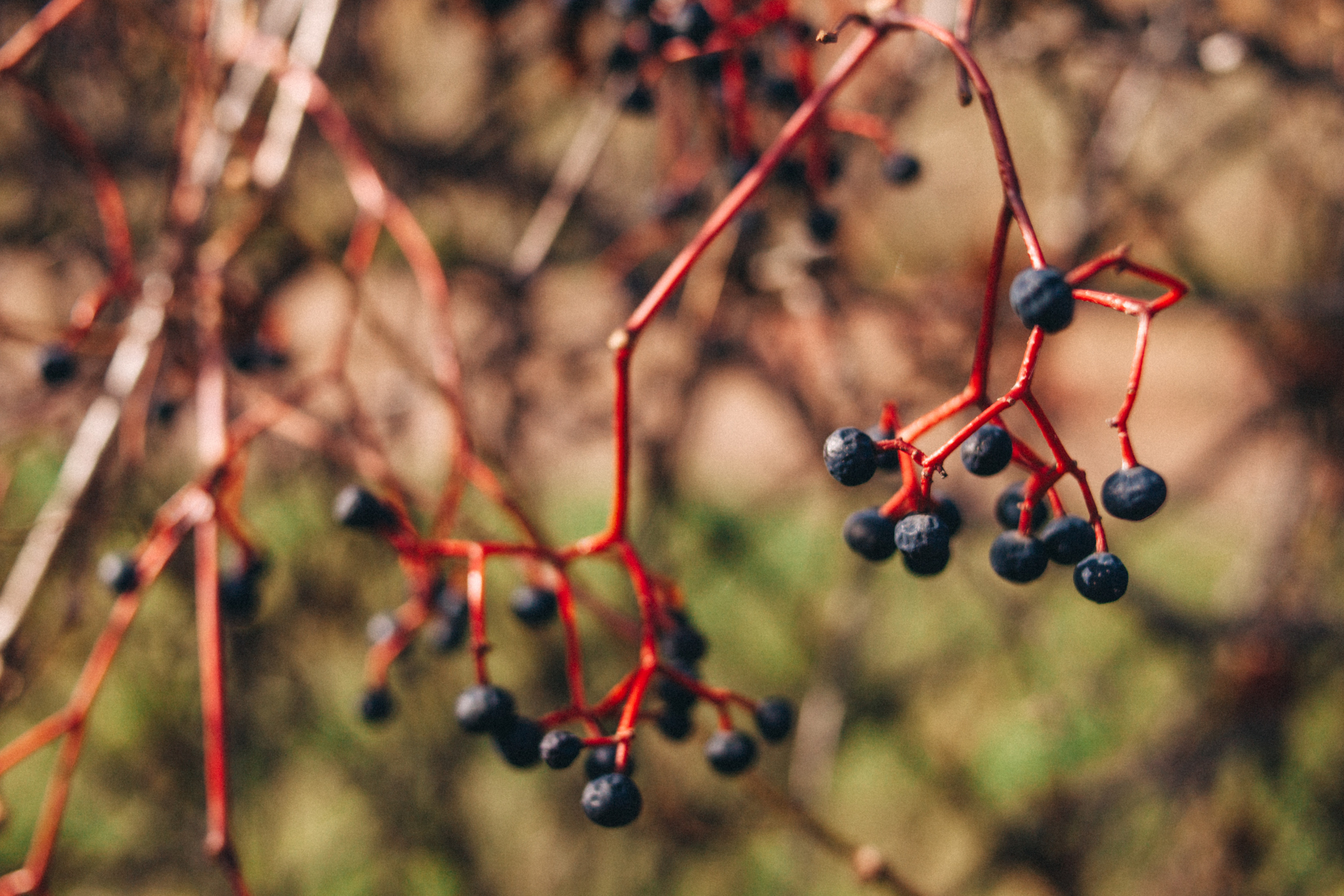 Garden sketches, 2018. Photographer in Serbia Azaliia Fomina