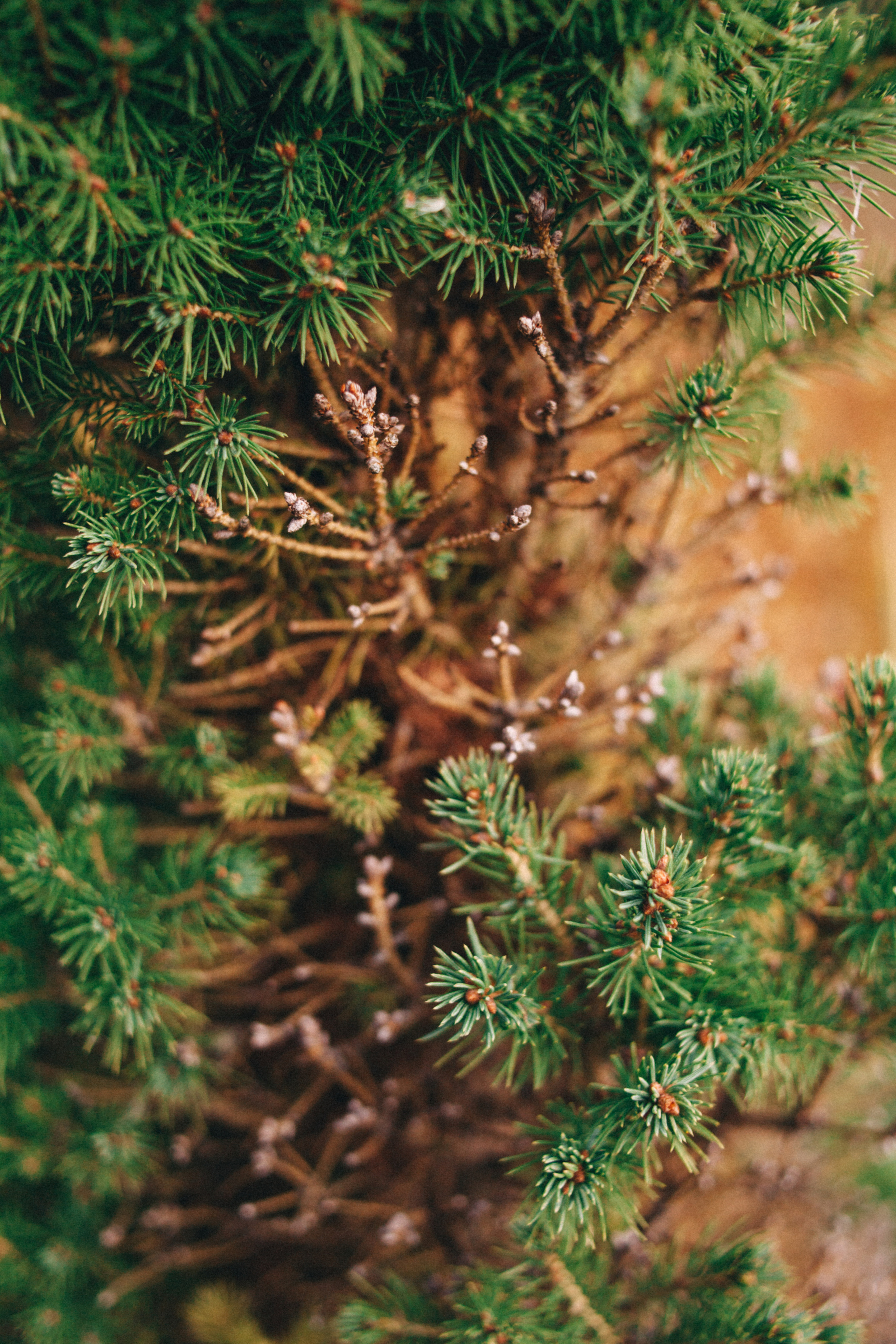 Garden sketches, 2018. Photographer in Serbia Azaliia Fomina