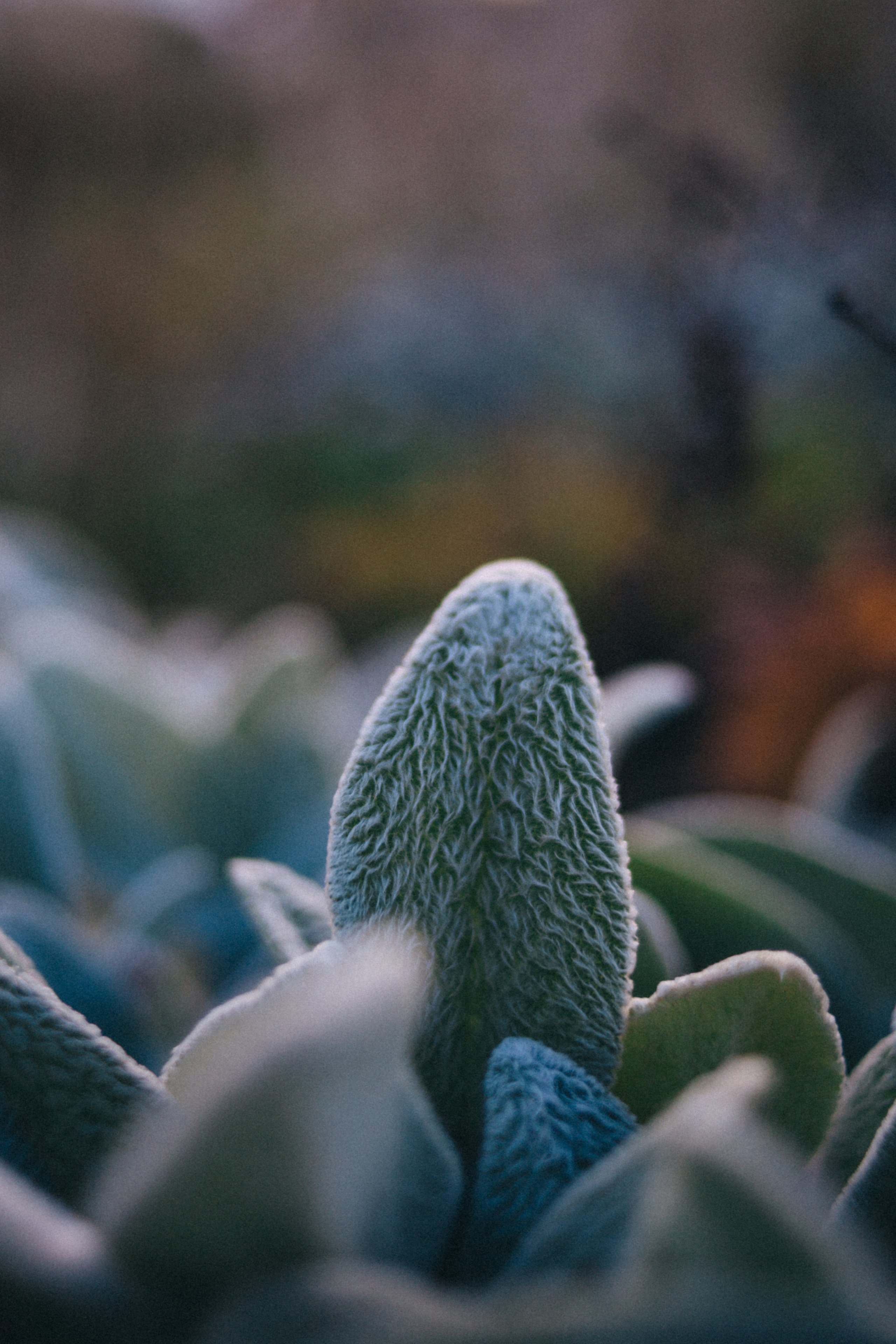 Garden sketches, 2018. Photographer in Serbia Azaliia Fomina