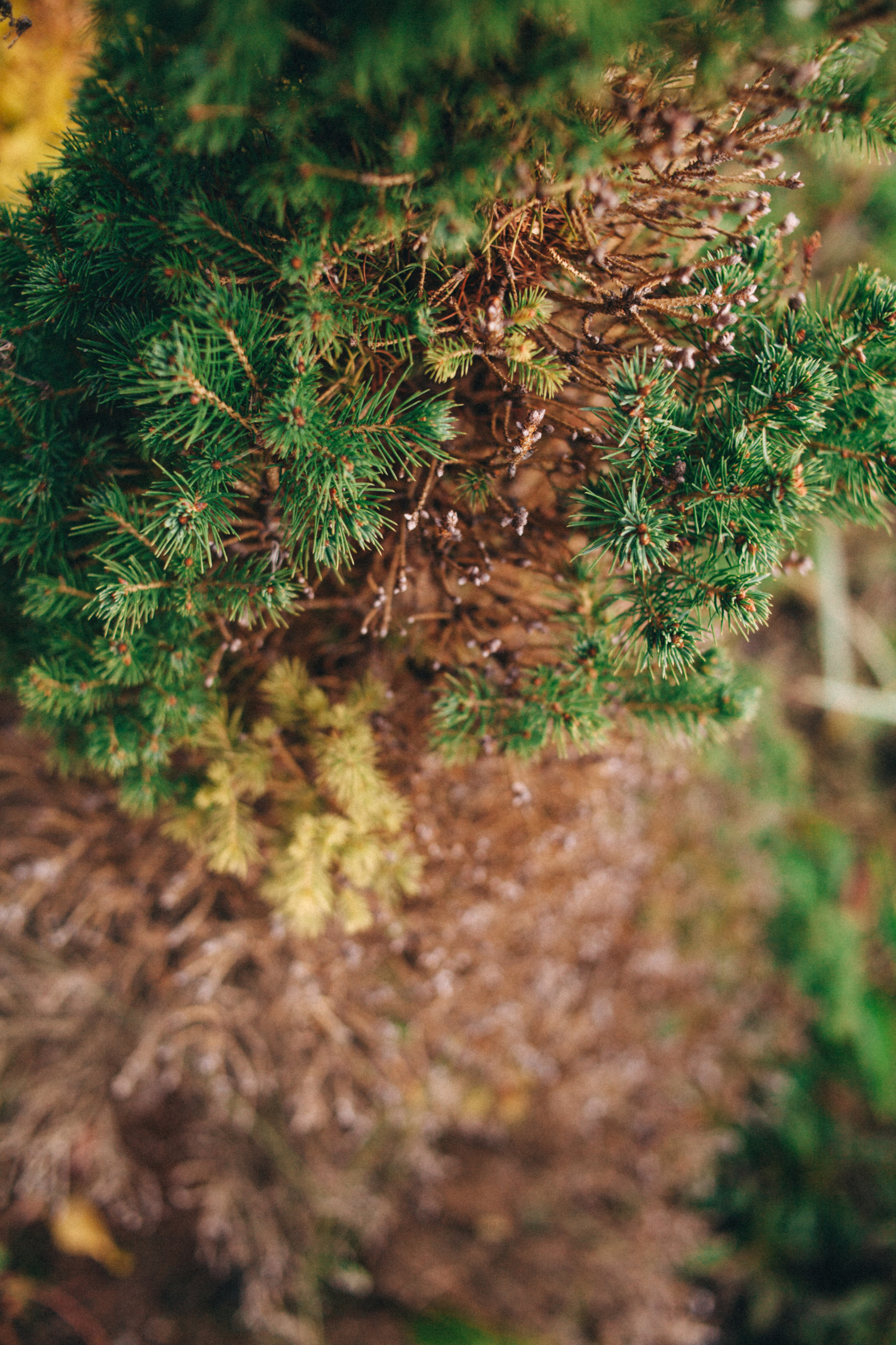 Garden sketches, 2018. Photographer in Serbia Azaliia Fomina