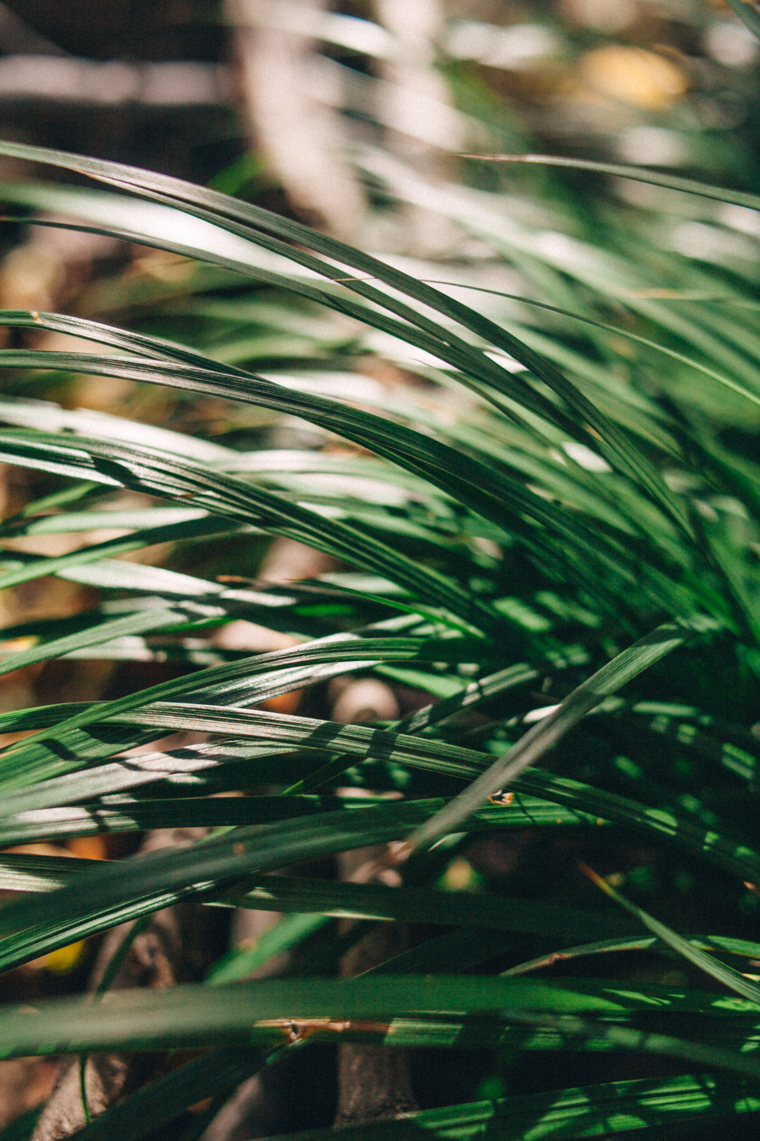 Garden sketches, 2018. Photographer in Serbia Azaliia Fomina