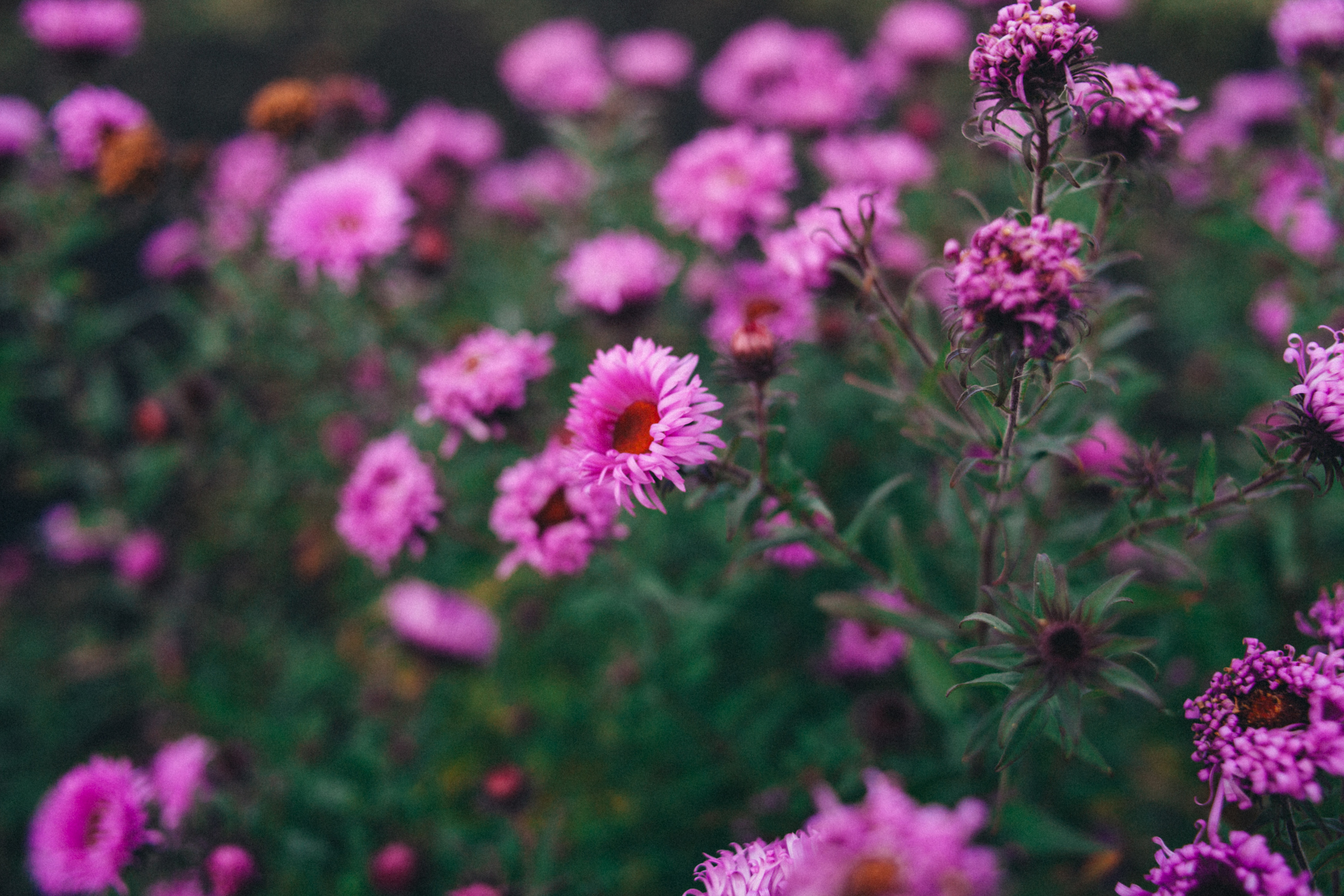 Garden sketches, 2018. Photographer in Serbia Azaliia Fomina