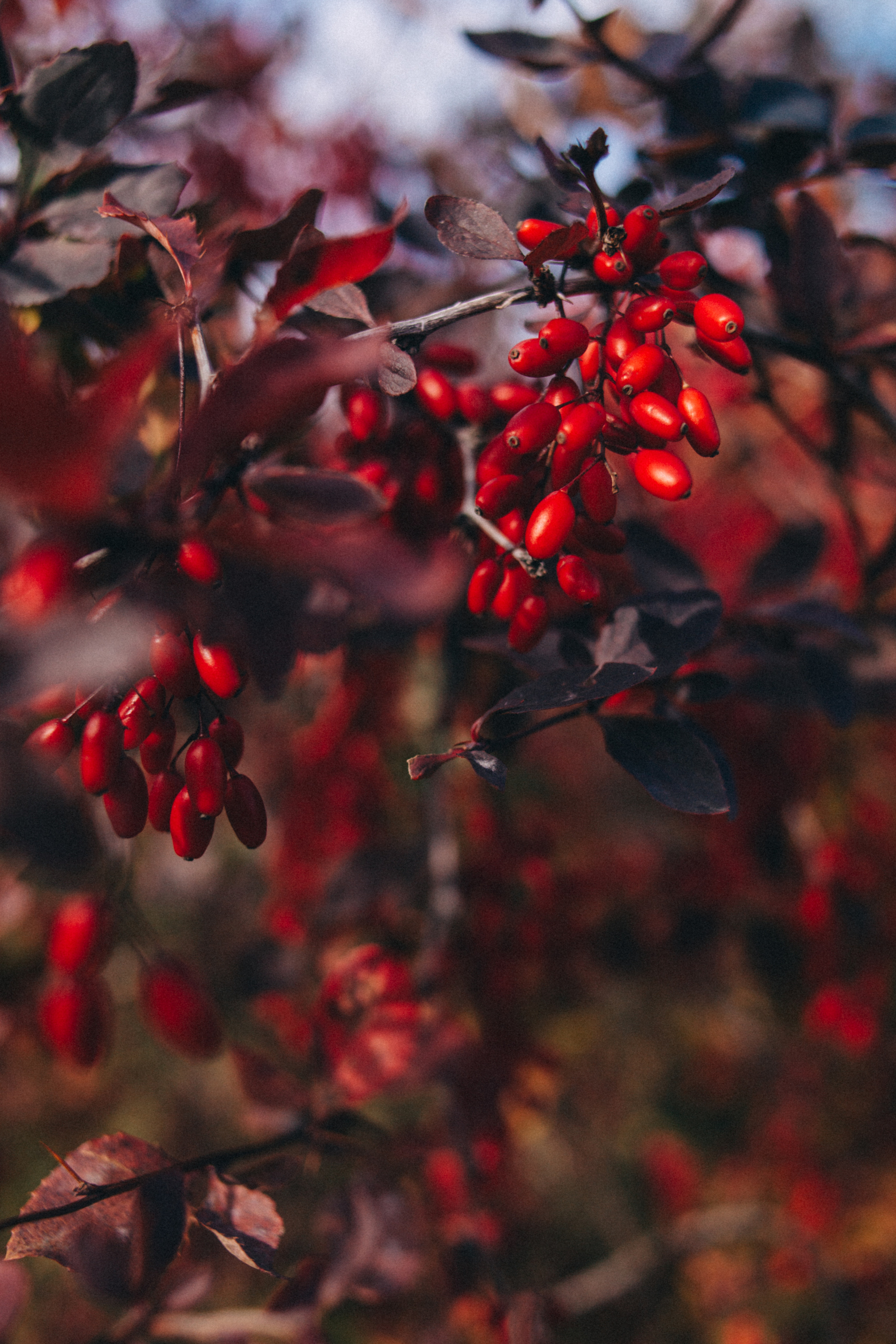 Garden sketches, 2018. Photographer in Serbia Azaliia Fomina