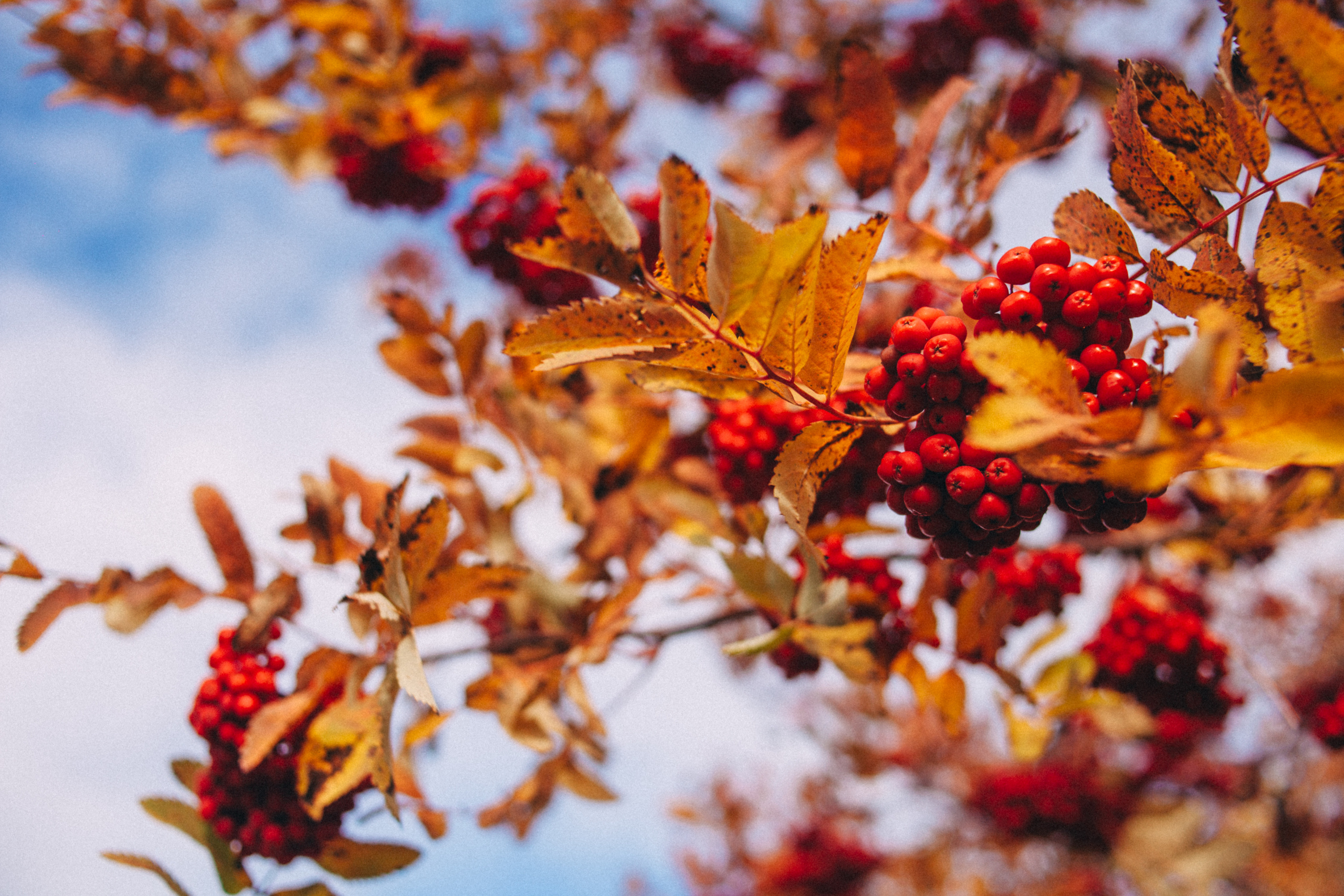 Garden sketches, 2018. Photographer in Serbia Azaliia Fomina