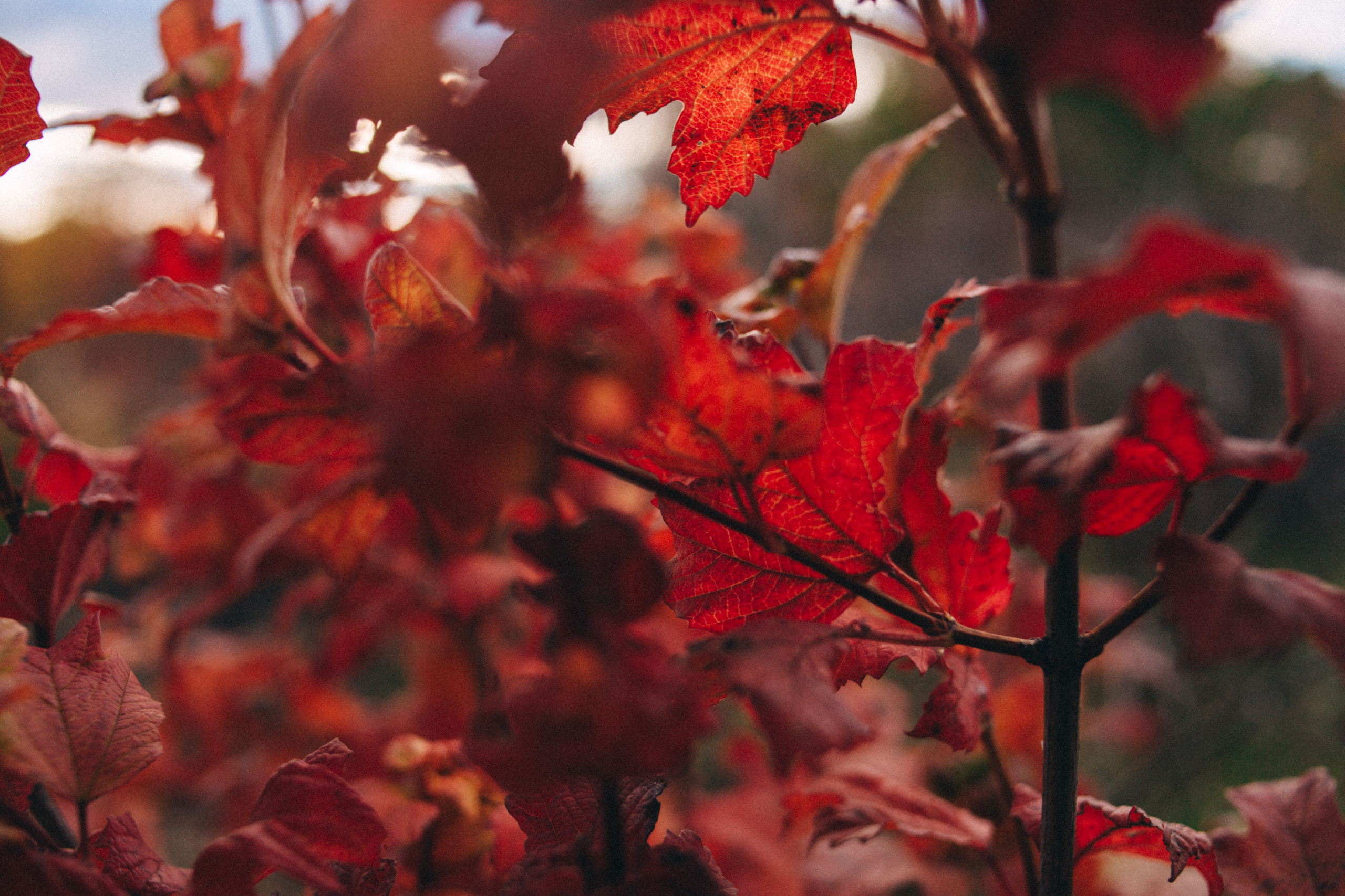 Garden sketches, 2018. Photographer in Serbia Azaliia Fomina