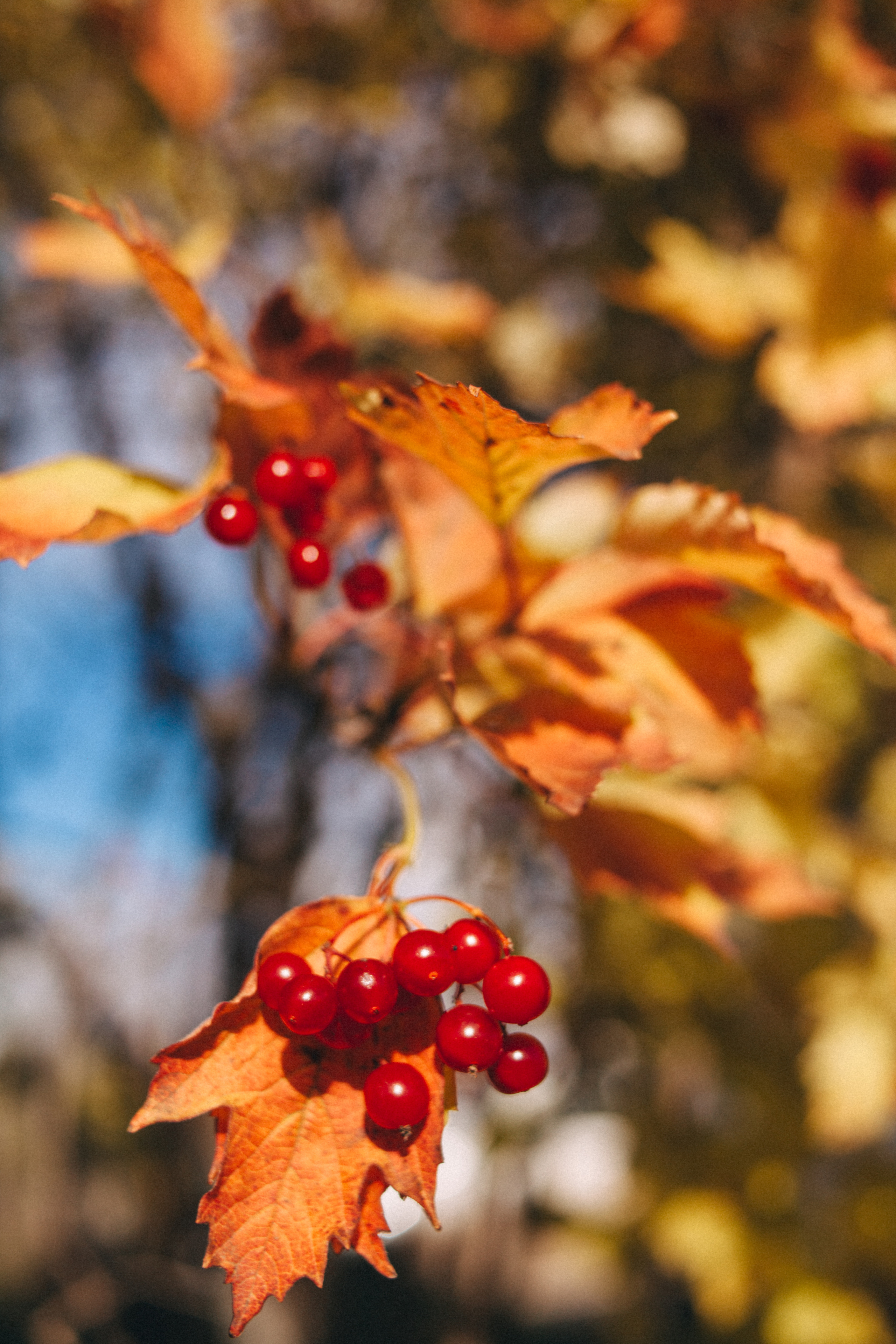 Garden sketches, 2018. Photographer in Serbia Azaliia Fomina