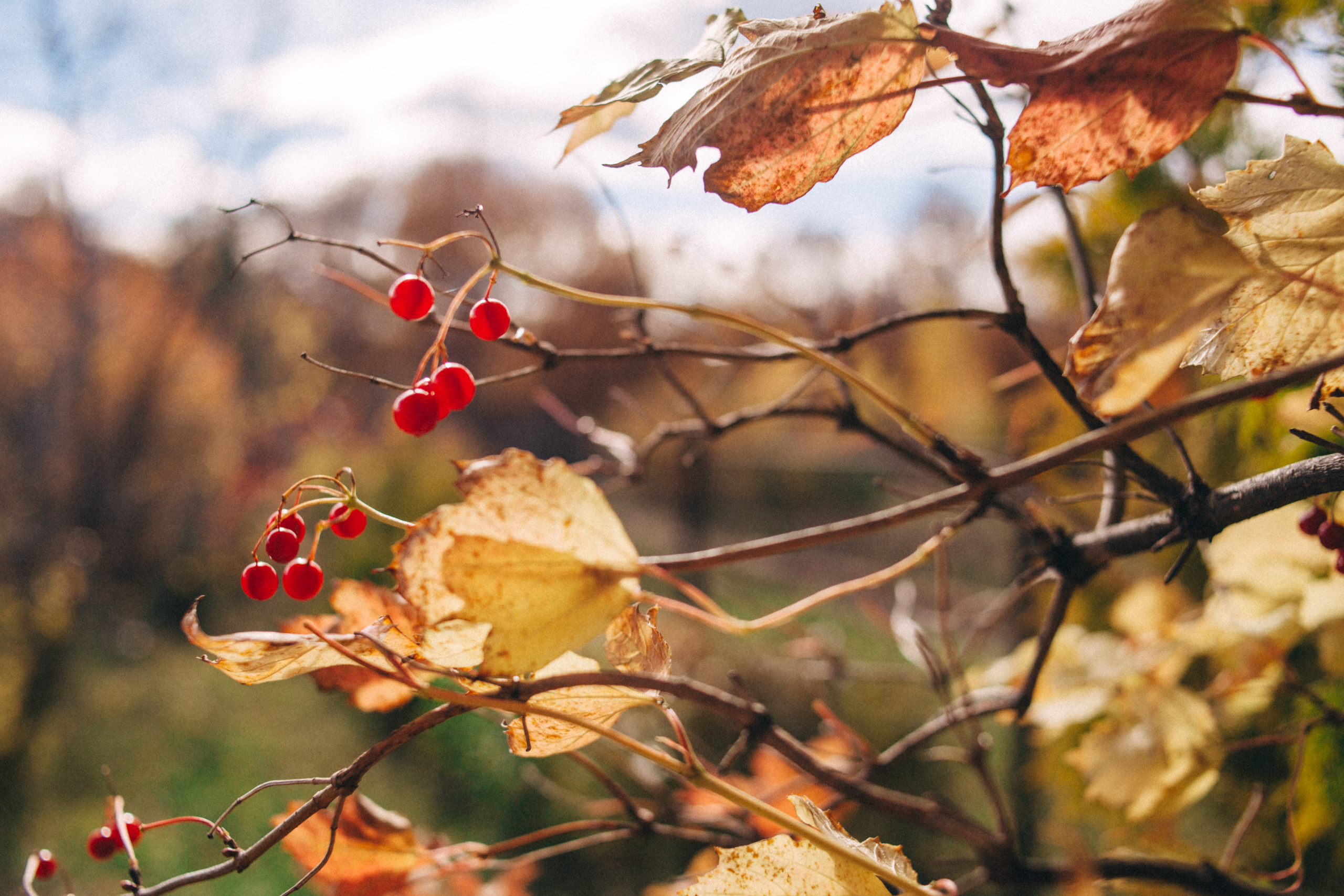 Garden sketches, 2018. Photographer in Serbia Azaliia Fomina