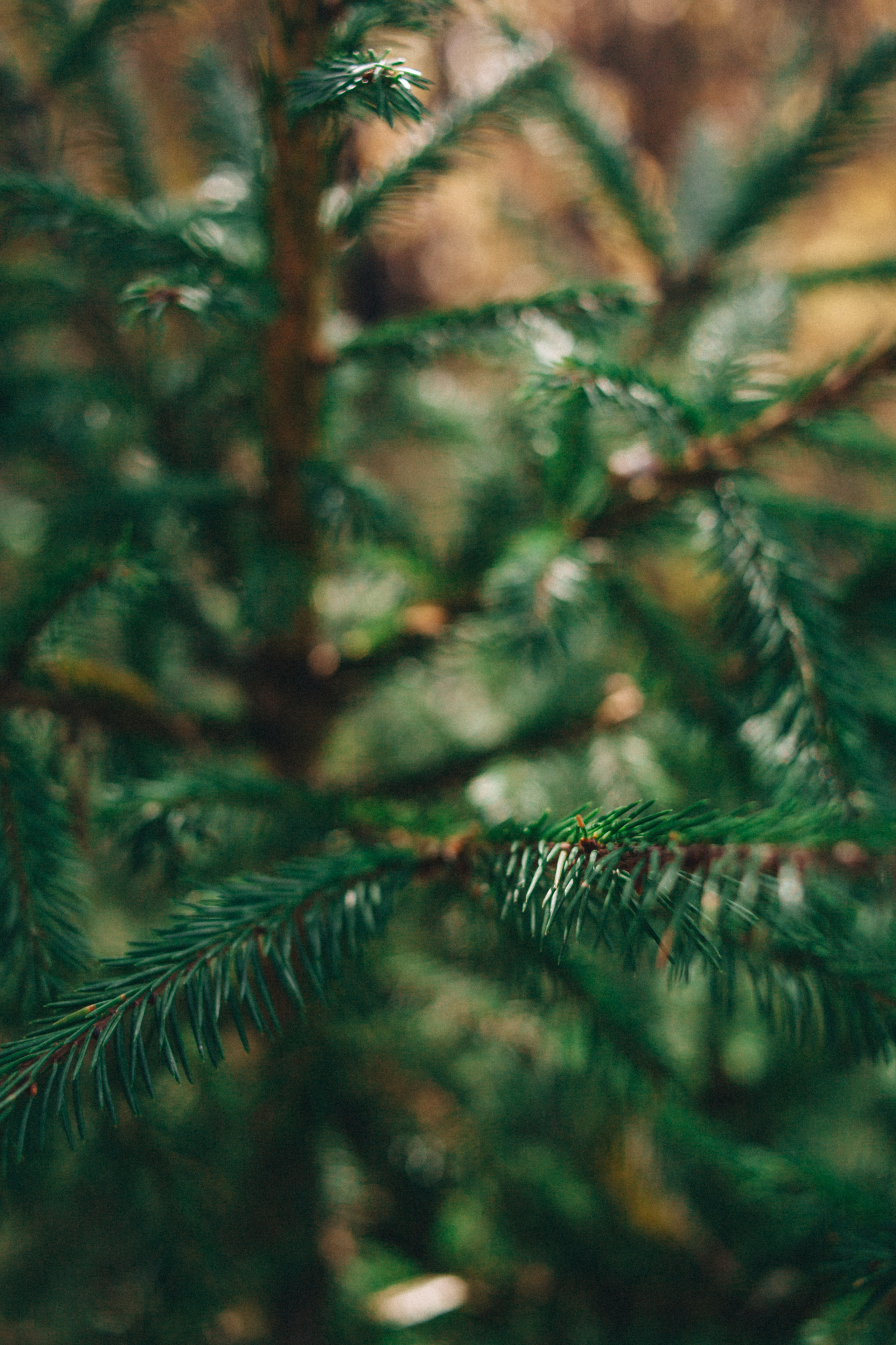 Garden sketches, 2018. Photographer in Serbia Azaliia Fomina
