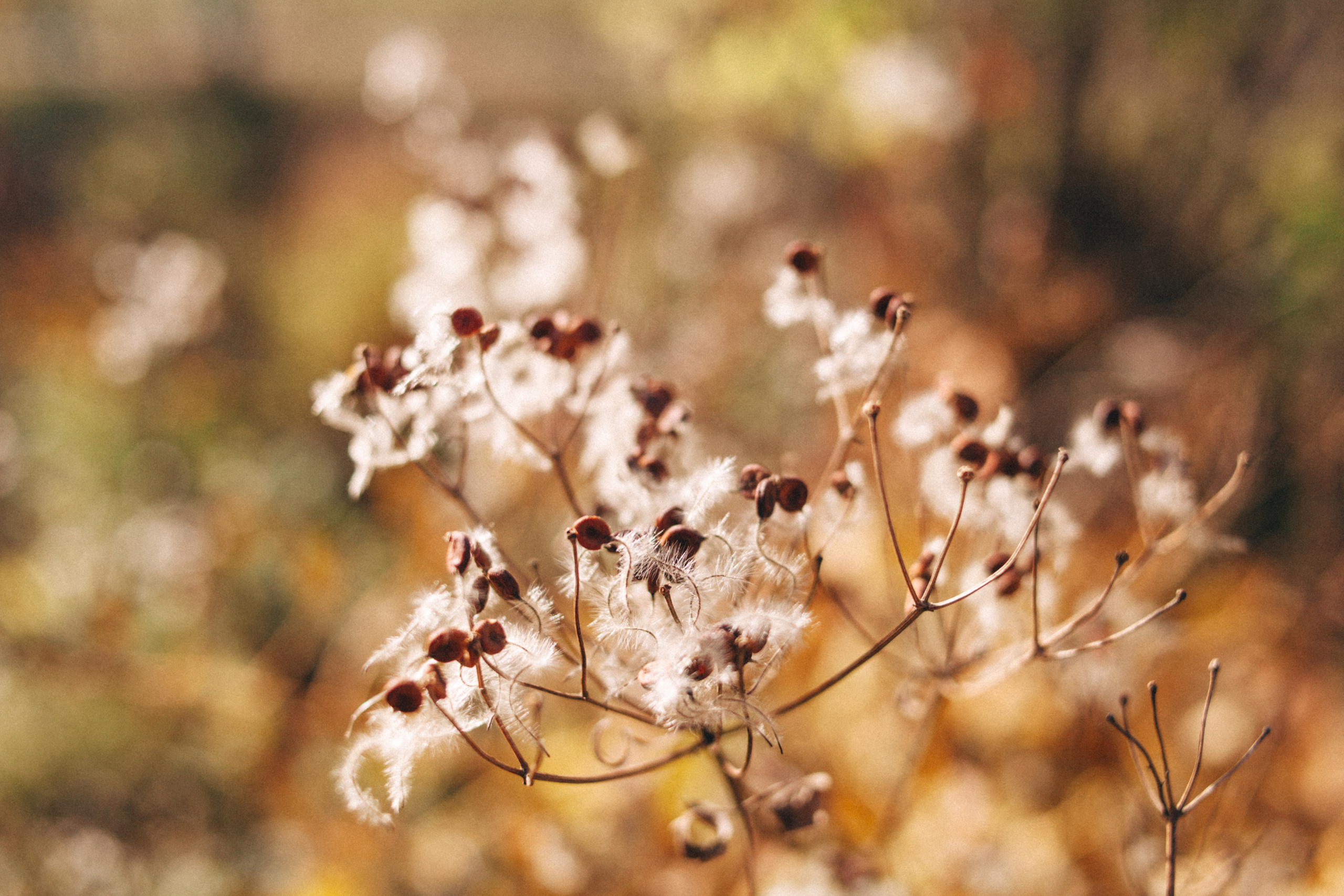 Garden sketches, 2018. Photographer in Serbia Azaliia Fomina
