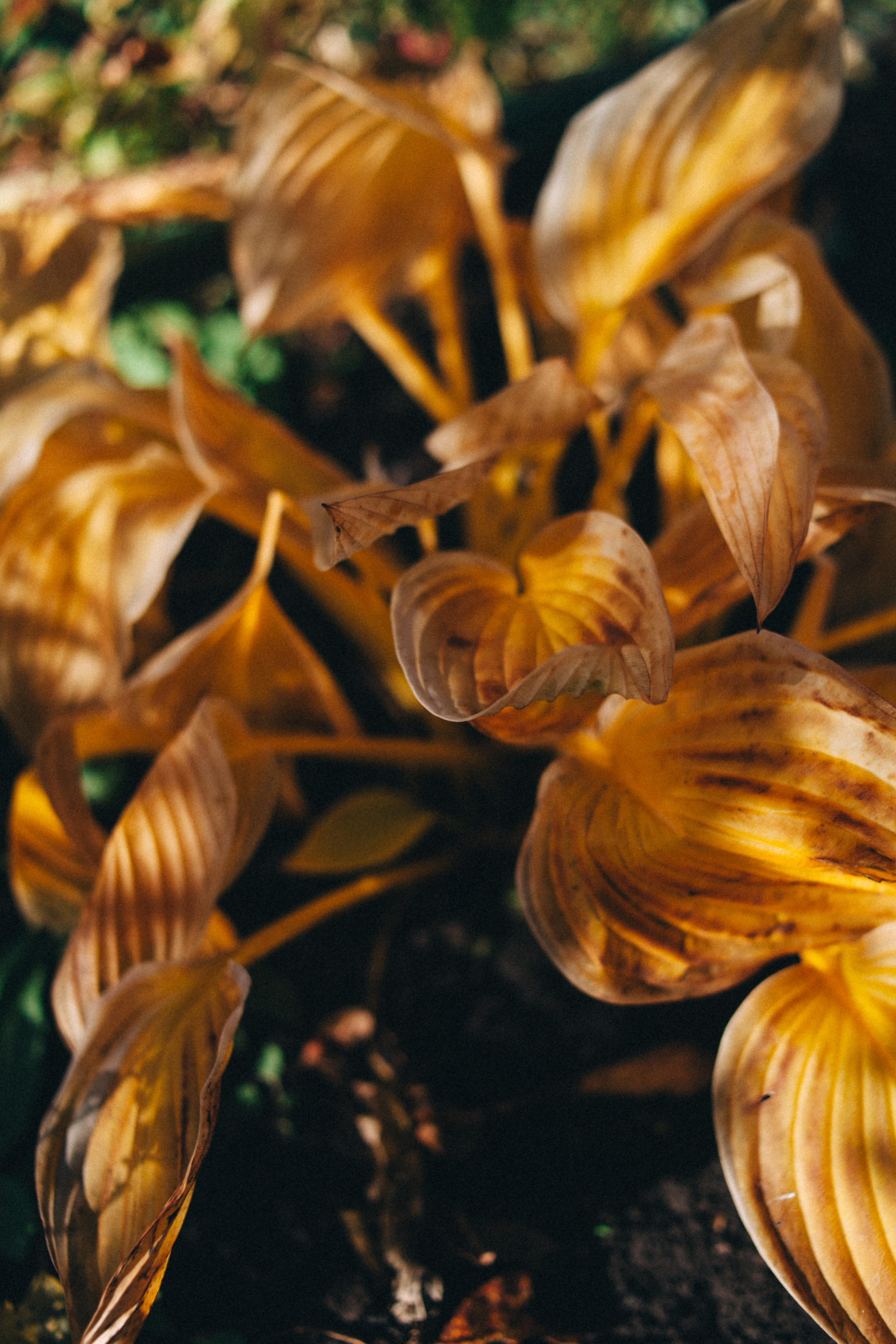 Garden sketches, 2018. Photographer in Serbia Azaliia Fomina