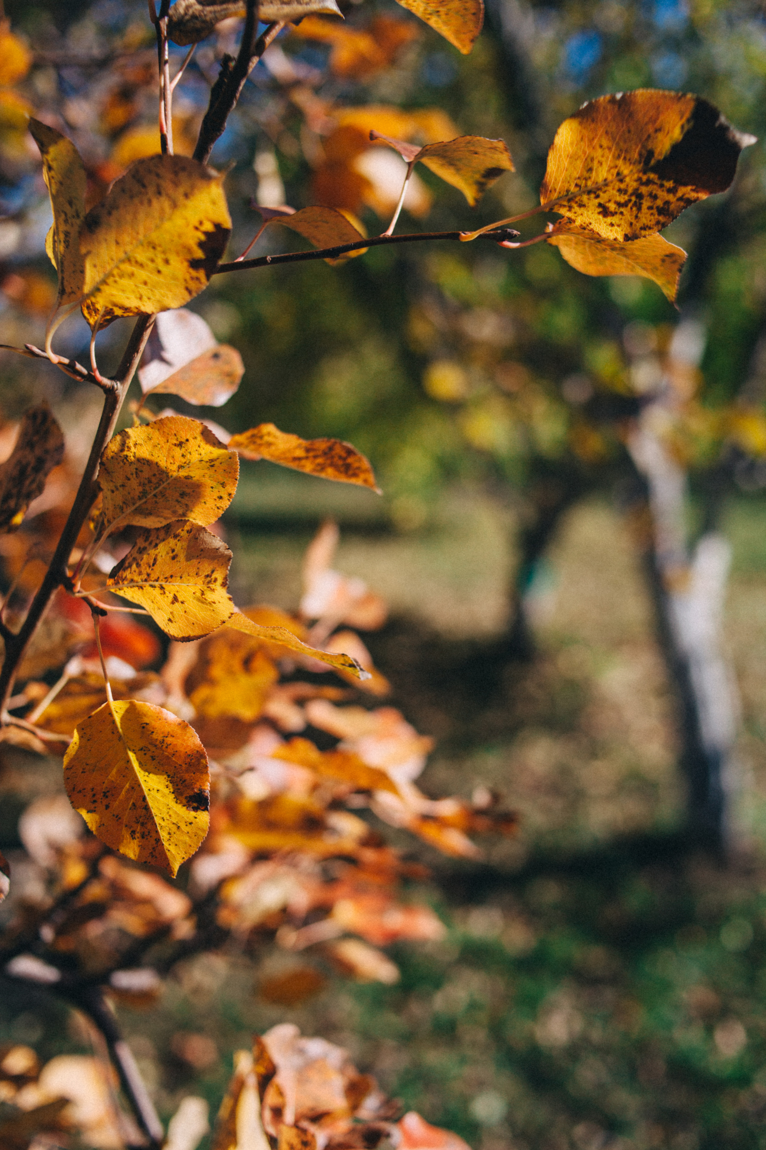 Garden sketches, 2018. Photographer in Serbia Azaliia Fomina