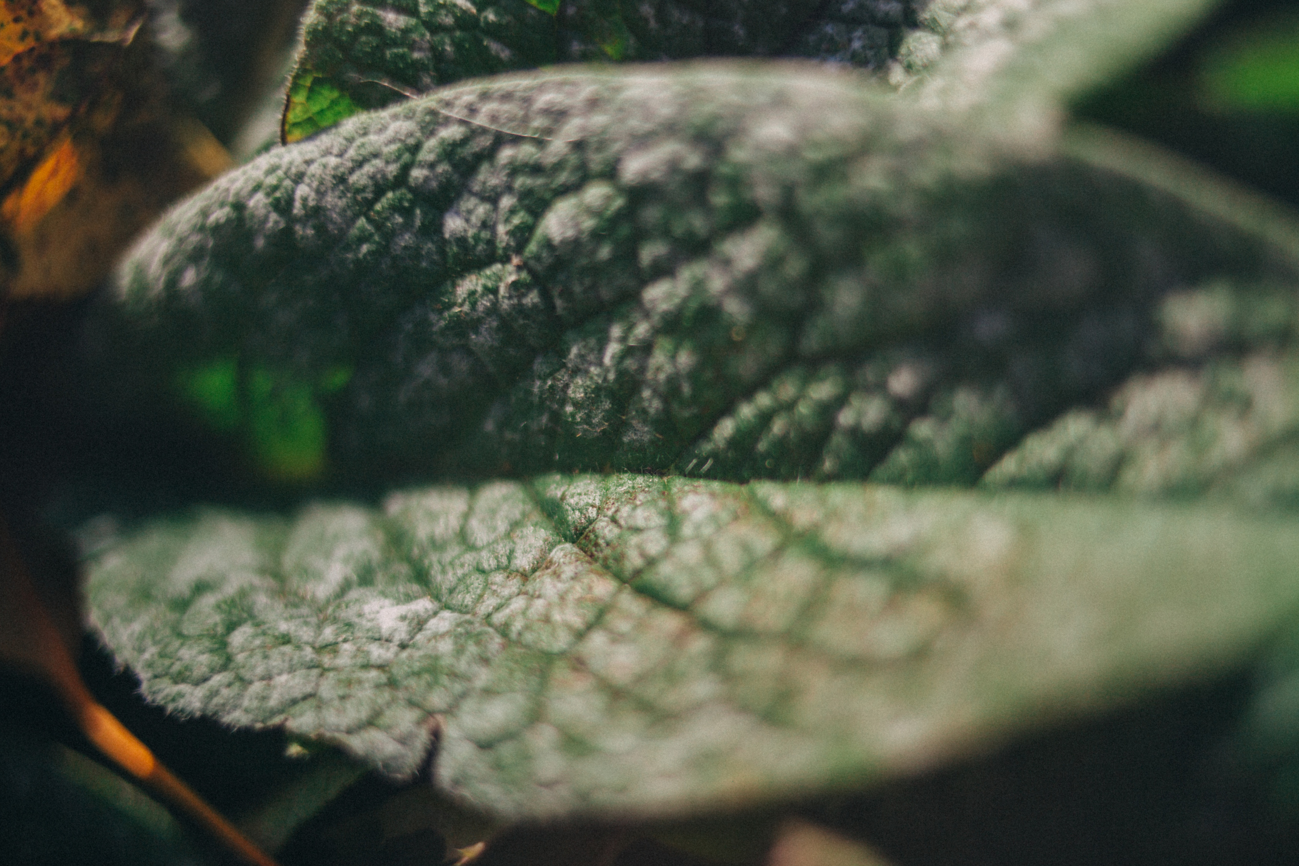 Garden sketches, 2018. Photographer in Serbia Azaliia Fomina