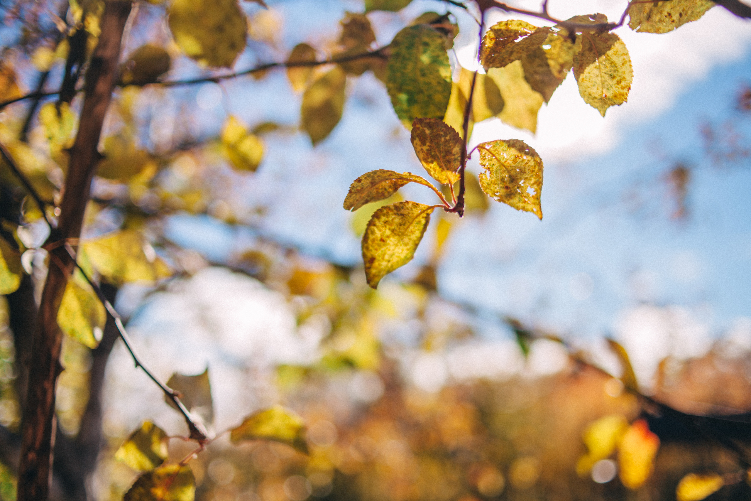 Garden sketches, 2018. Photographer in Serbia Azaliia Fomina