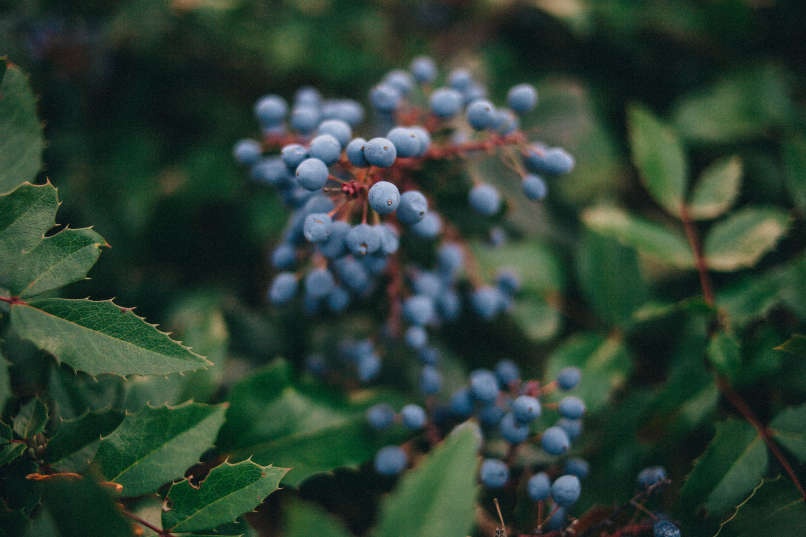 Garden sketches, 2018. Photographer in Serbia Azaliia Fomina
