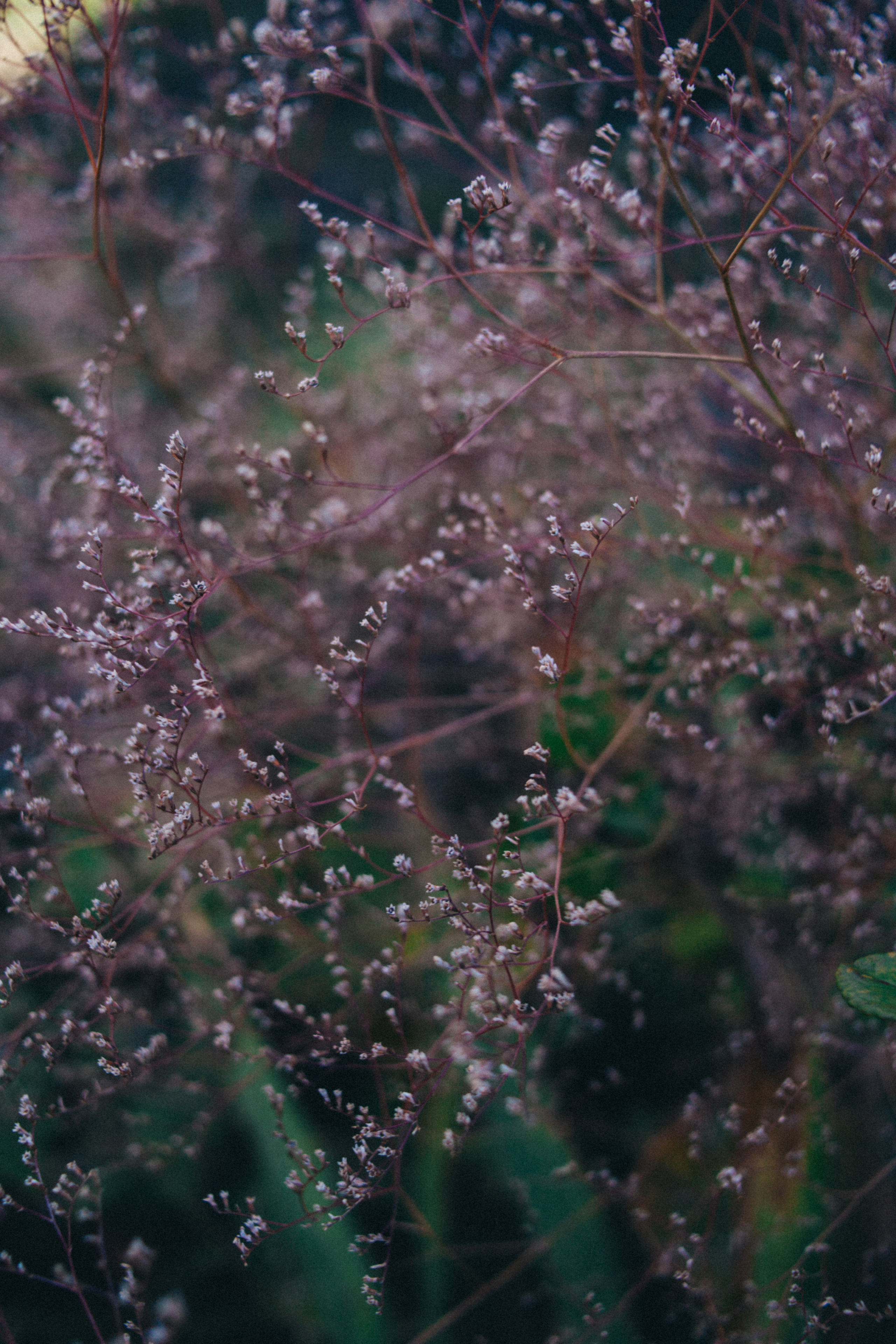 Garden sketches, 2018. Photographer in Serbia Azaliia Fomina