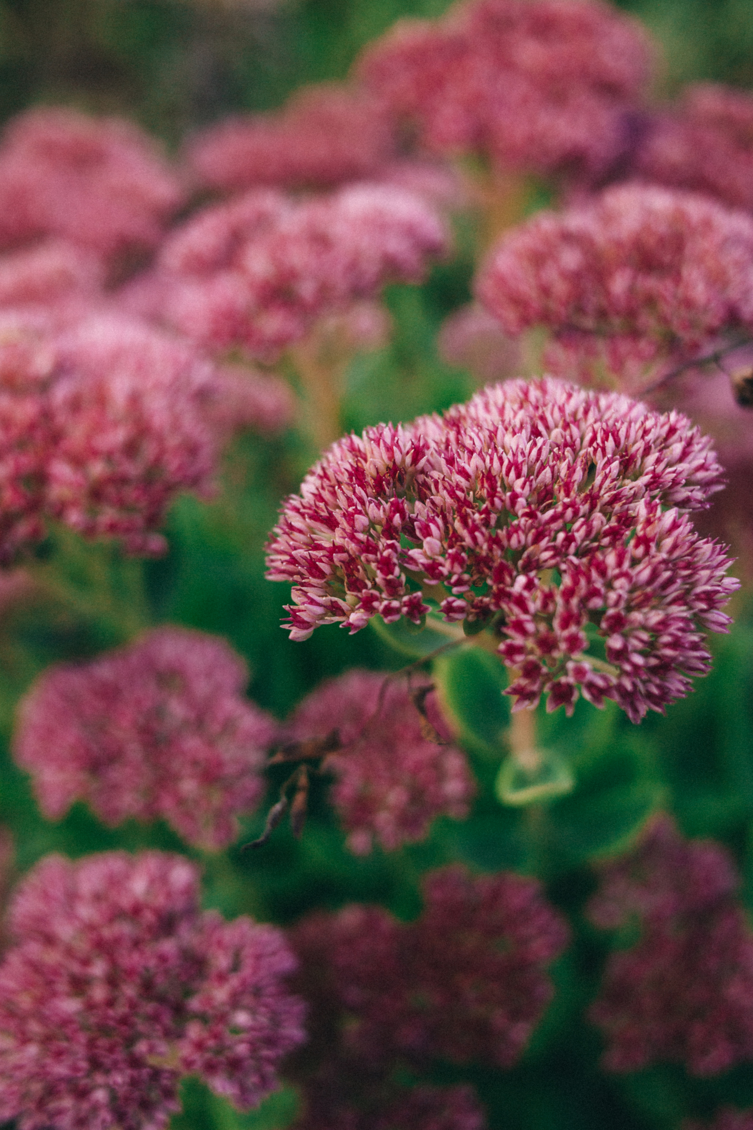 Garden sketches, 2018. Photographer in Serbia Azaliia Fomina