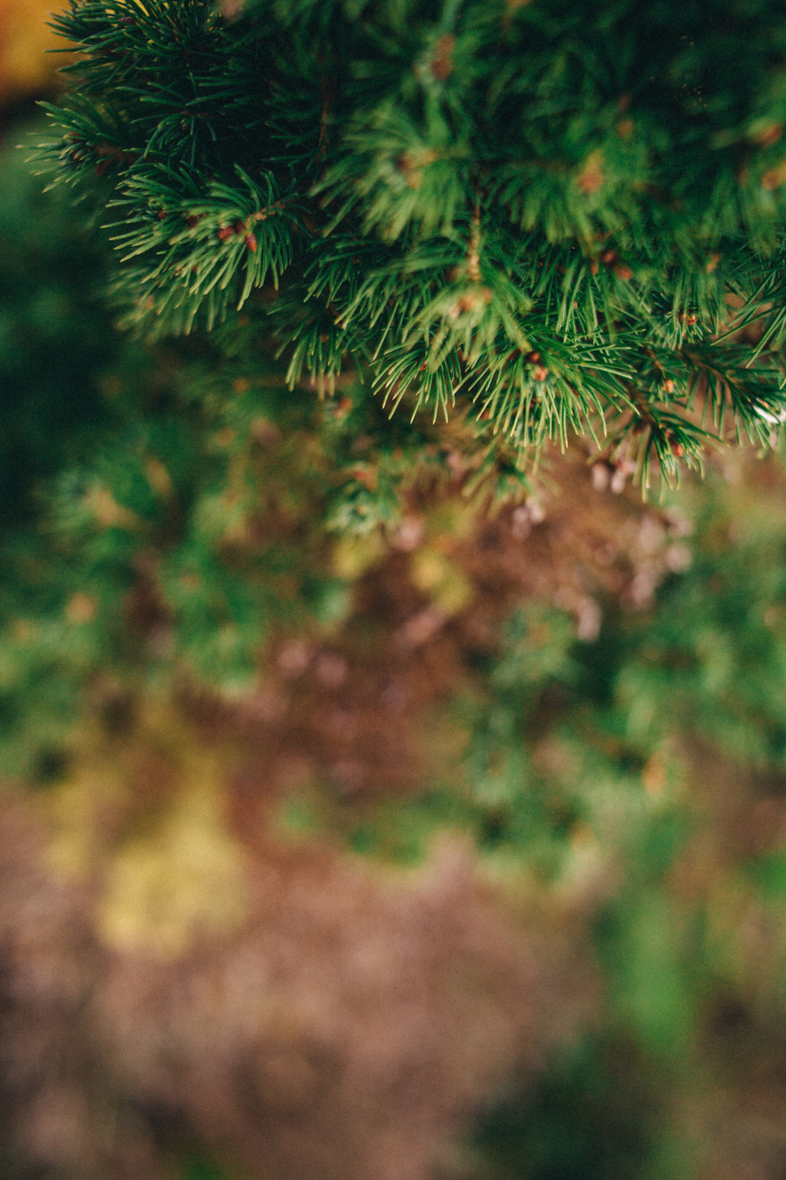 Garden sketches, 2018. Photographer in Serbia Azaliia Fomina