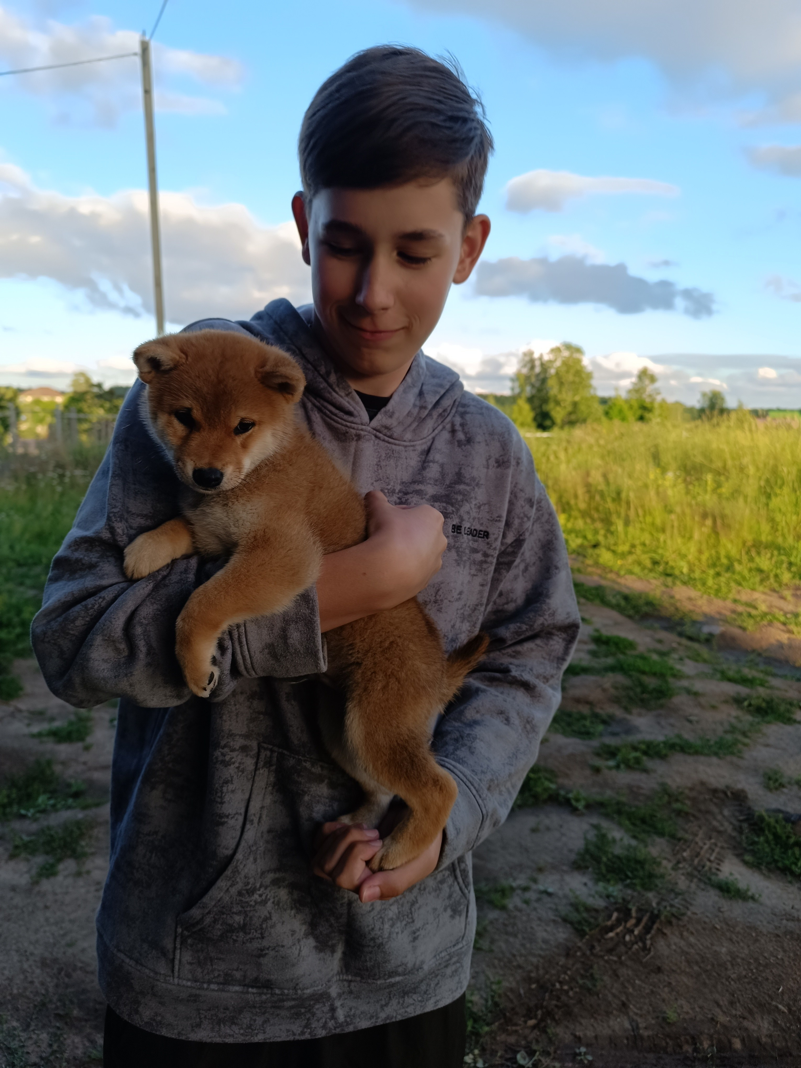 Сиба Rubylight Germes питомник Рубилайт