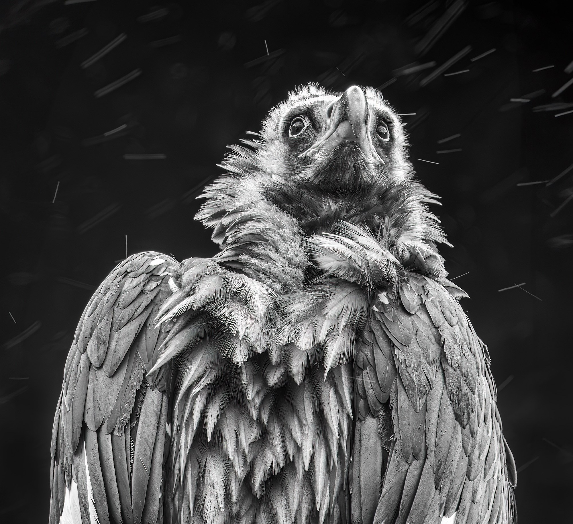 Черный гриф