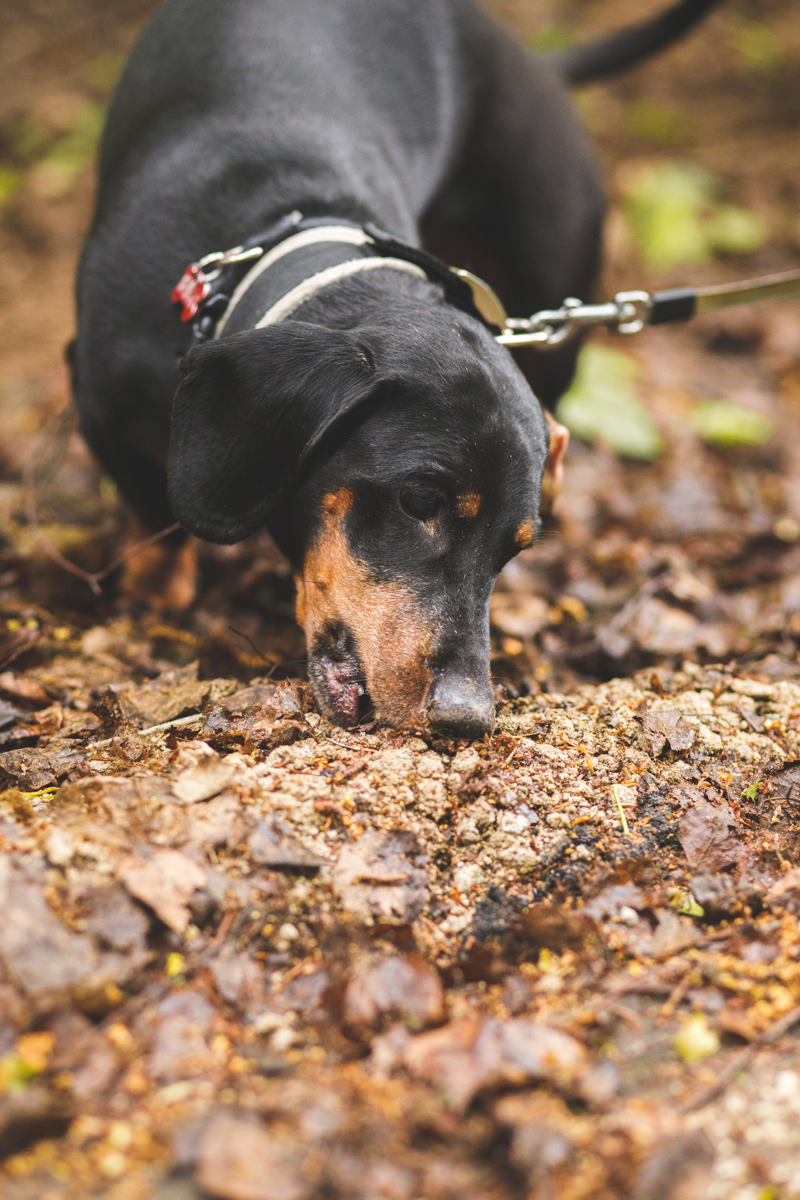 Фотопрогулка большой семьи с двумя собаками летом. Семейный и школьный фотограф в Москве Анна Ткач