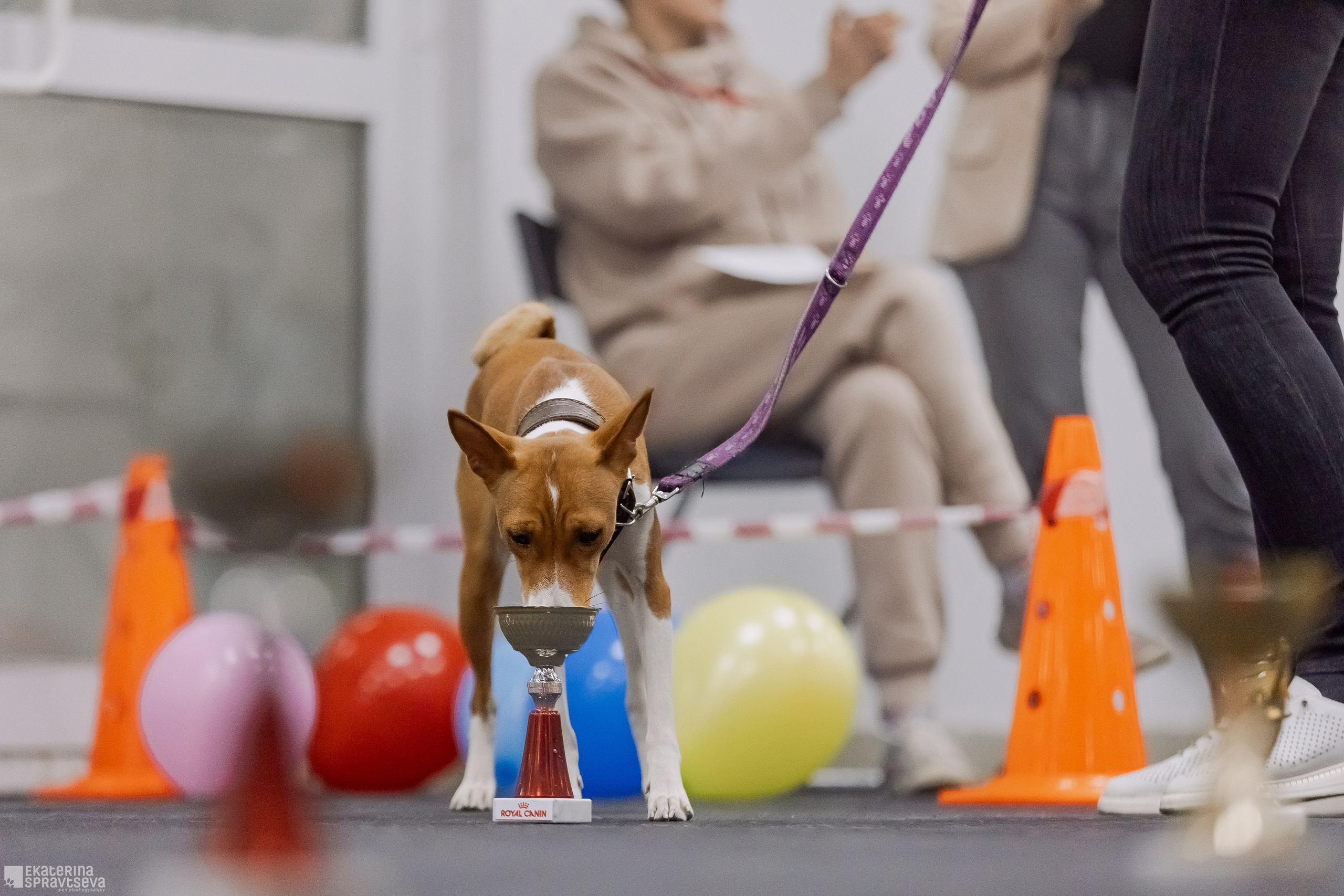 Праздник NoseWork. Фотограф Анималист Екатерина Справцева в Нижнем Новгороде