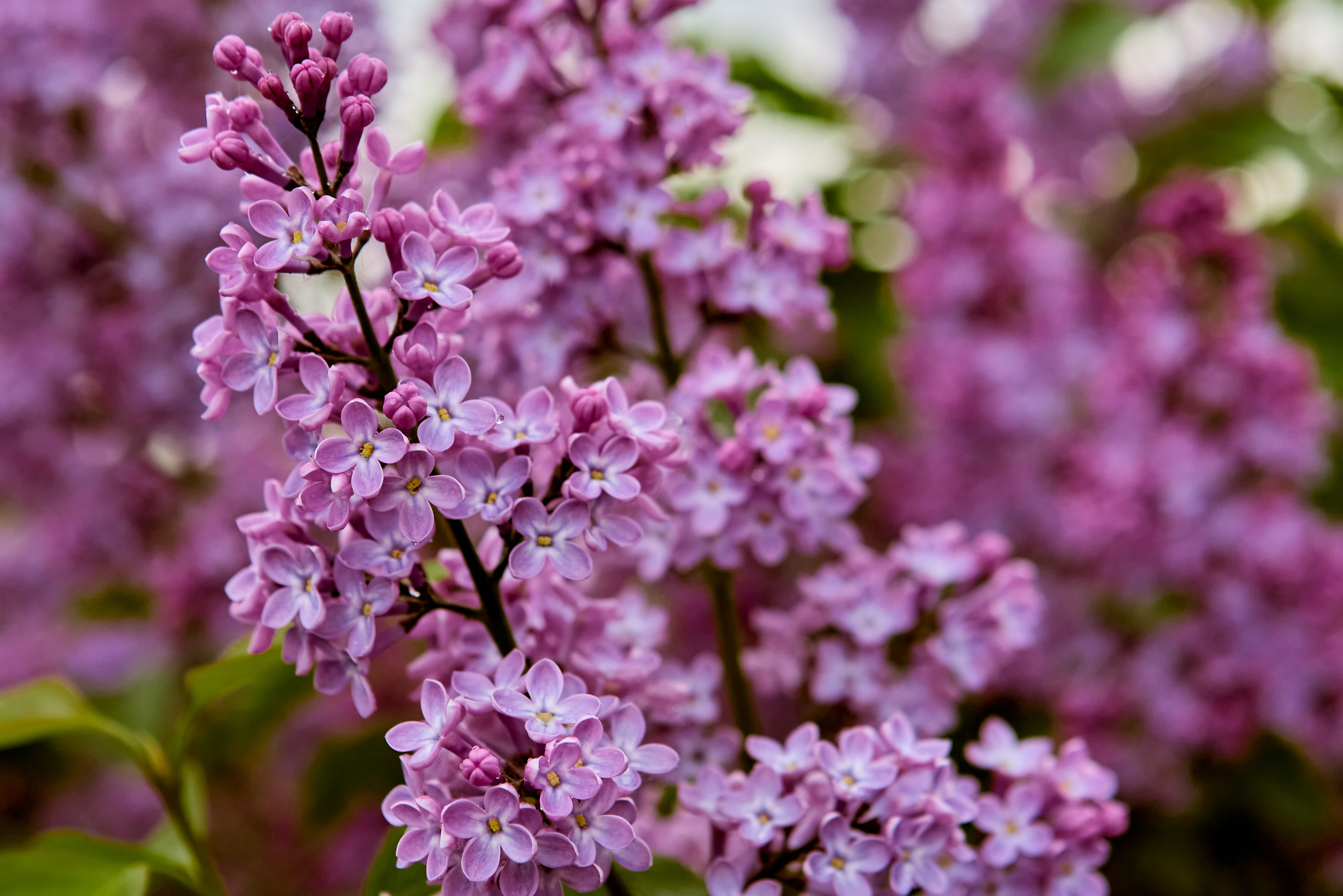 Сирень в фотографиях Православного портретного и детского фотографа Николая Голованова