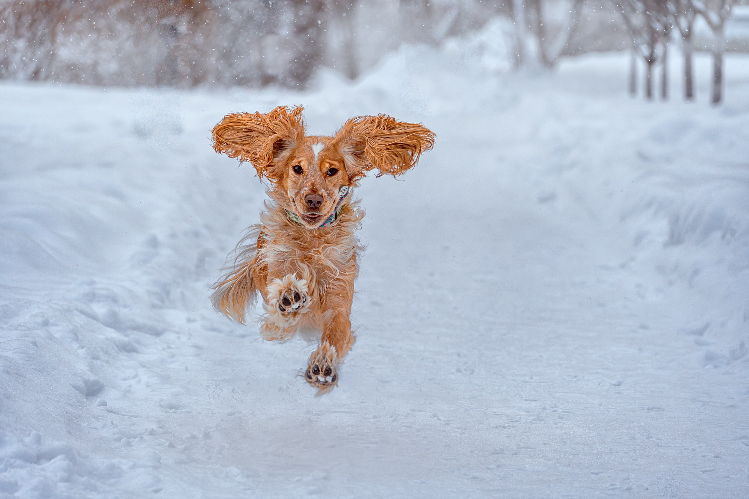 Игривая фотосъемка с активной собакой зимой в Екатеринбурге. 
