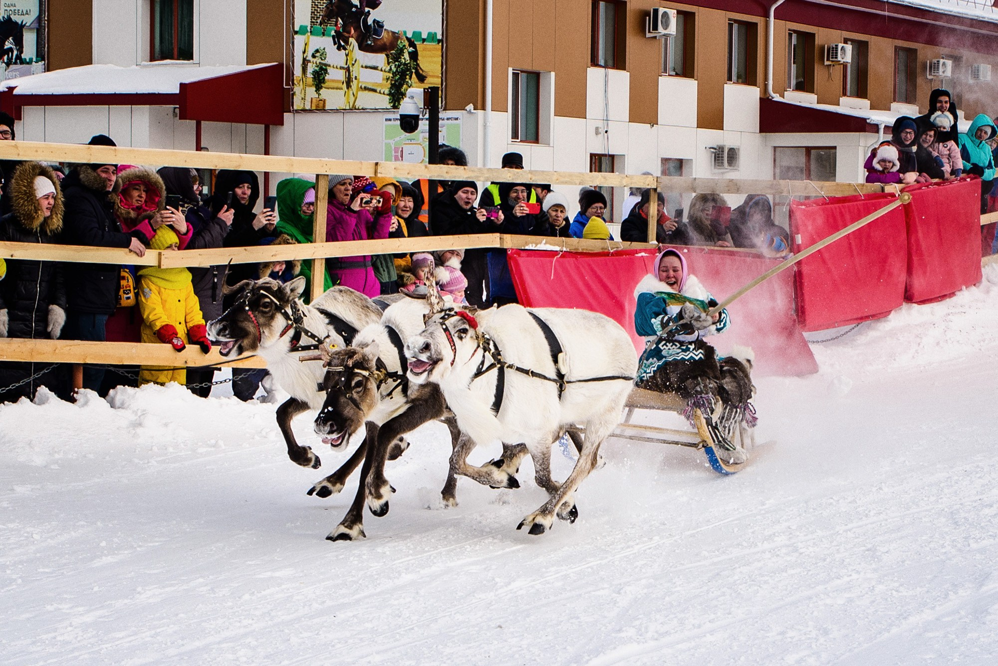 Конкурс оленеводов. Фотограф в Ханты-Мансийске Евгений Жуланов
