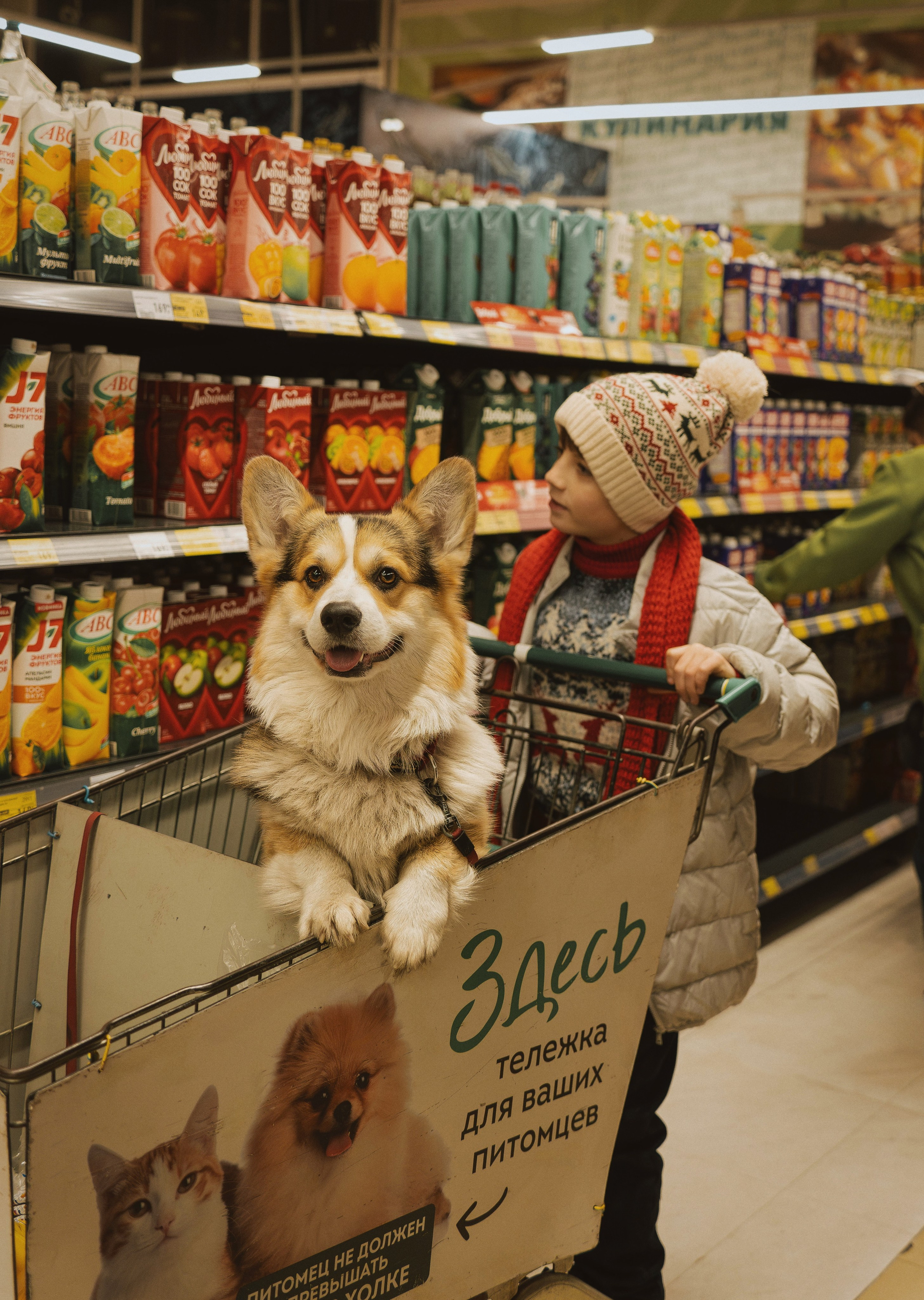 Один дома. Семейный фотограф анималист г. Находка