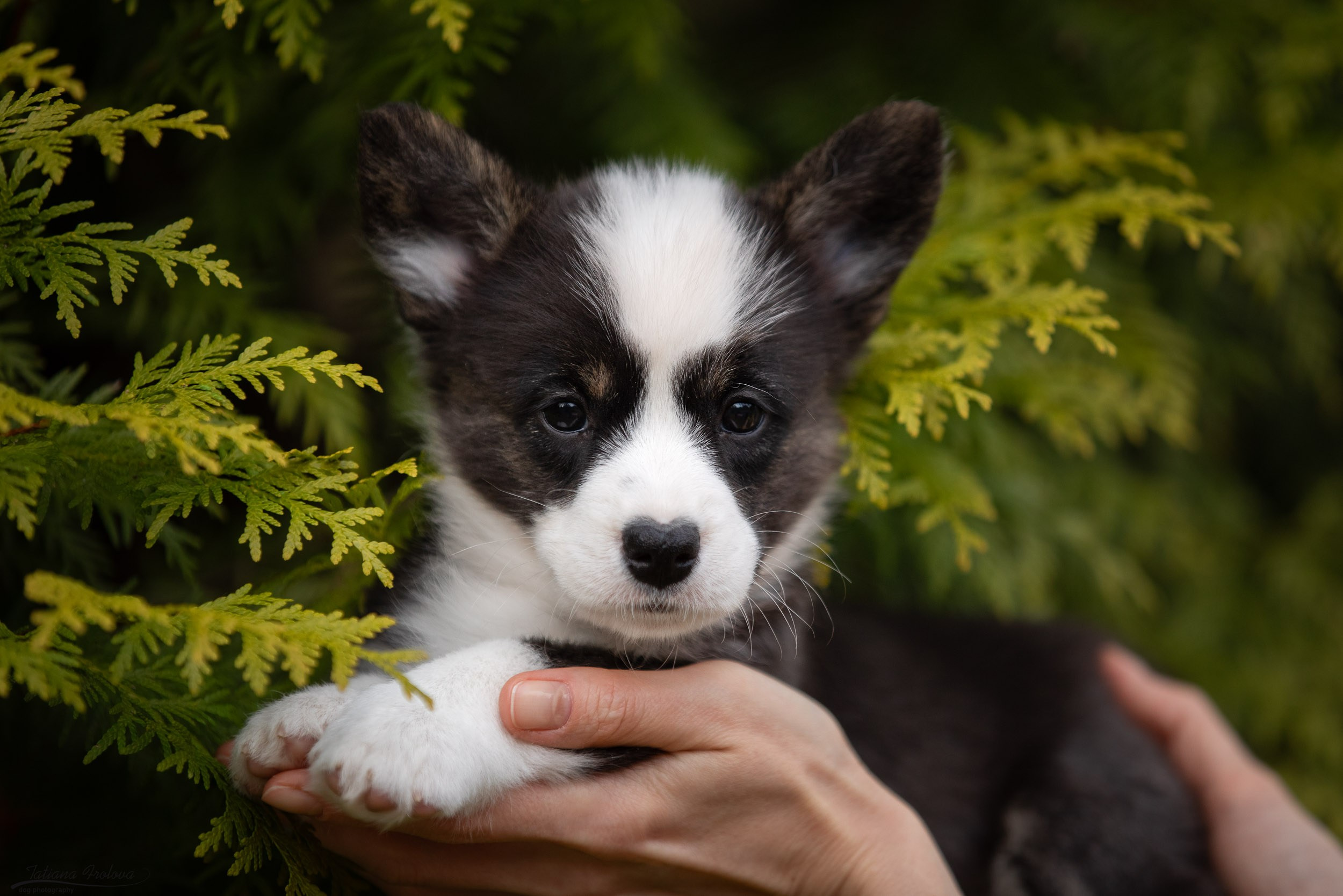 Съемка помета щенков для продажи на улице. Фотограф-анималист в Москве и Московской области Татьяна Фролова