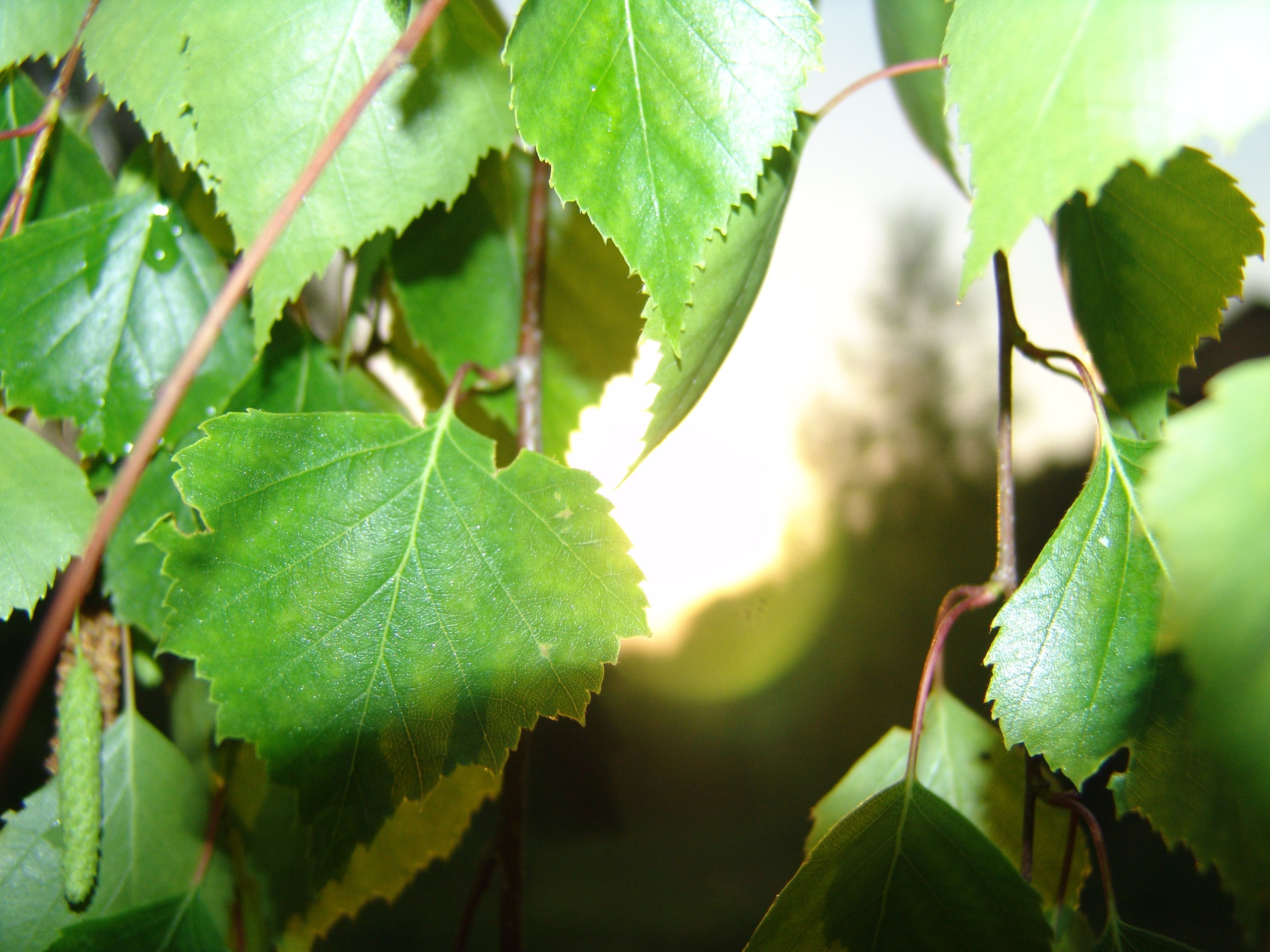 Приезд КС 2005. Заставка