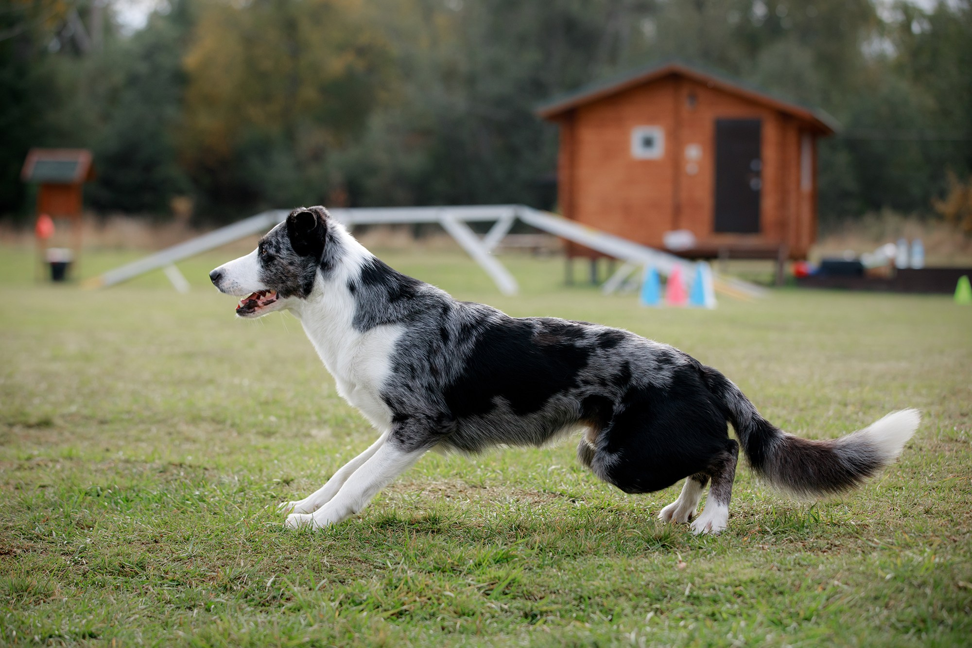 Лагерь по ОБД с Инной Баженовой. Фотограф-анималист Mary Mart — Москва, Питер