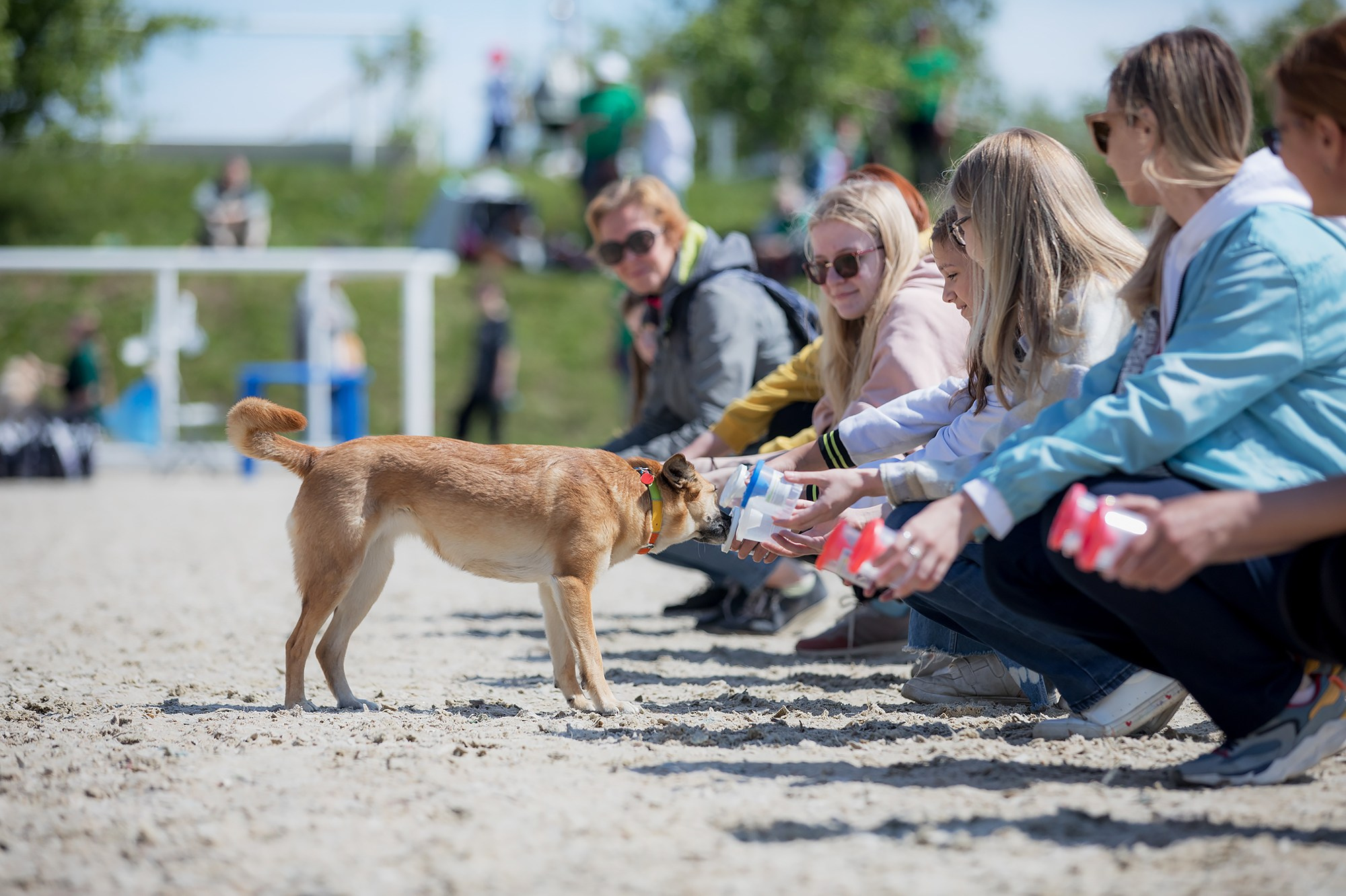 Показательные выступления по NoseWork на выставке «Россия». Фотограф-анималист Mary Mart — Москва, Питер