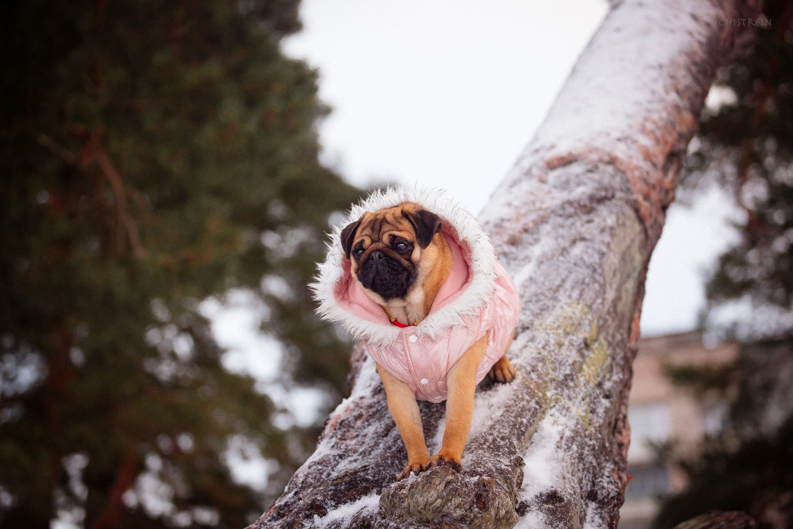 Новогоднее настроение. Роза. Фотограф-анималист Наталия Чистюхина в г. Сосновый Бор и ЛО