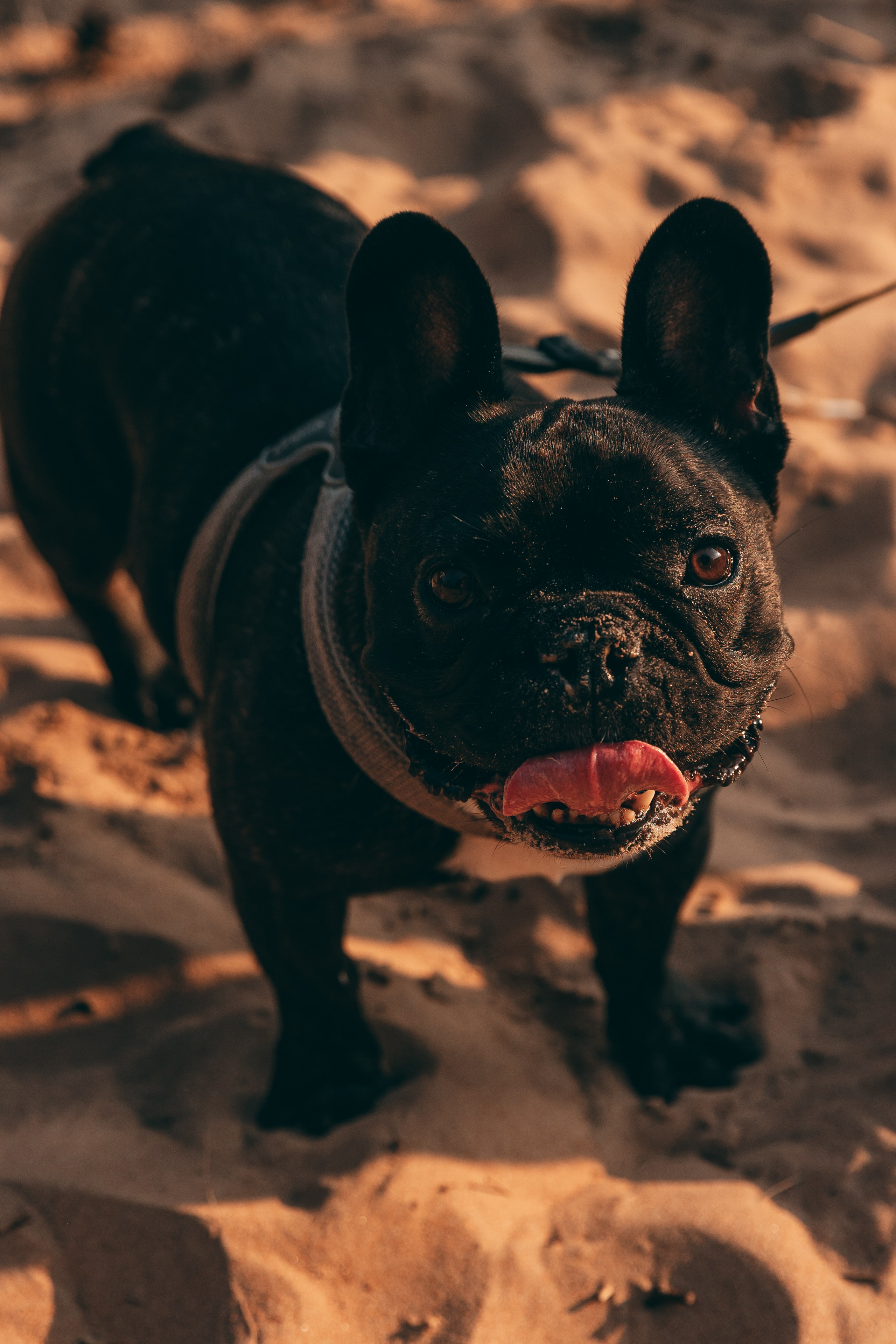 Семья Оли, Сестрорецк. Семейный фотограф в Санкт-Петербурге Алиса Мохова