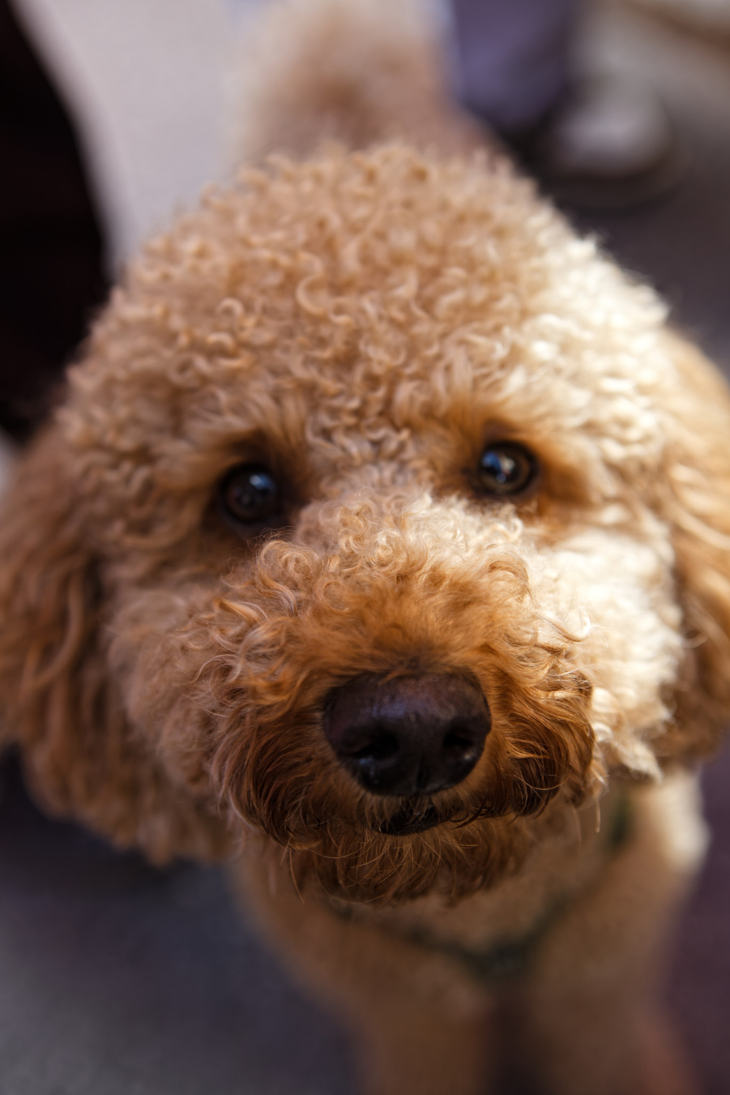 Мир животных. Репортажный и спортивный фотограф в г. Пермь Зильберг Павел