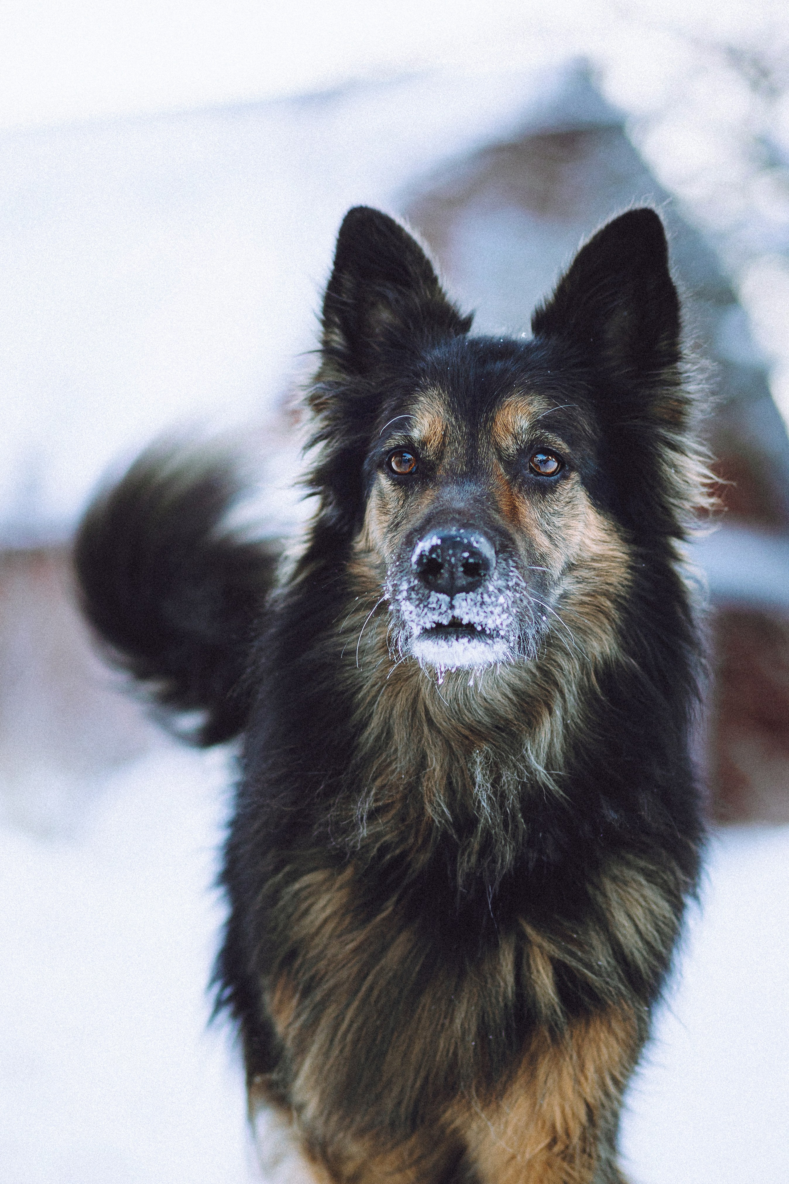 Плюш, Айса и их семья