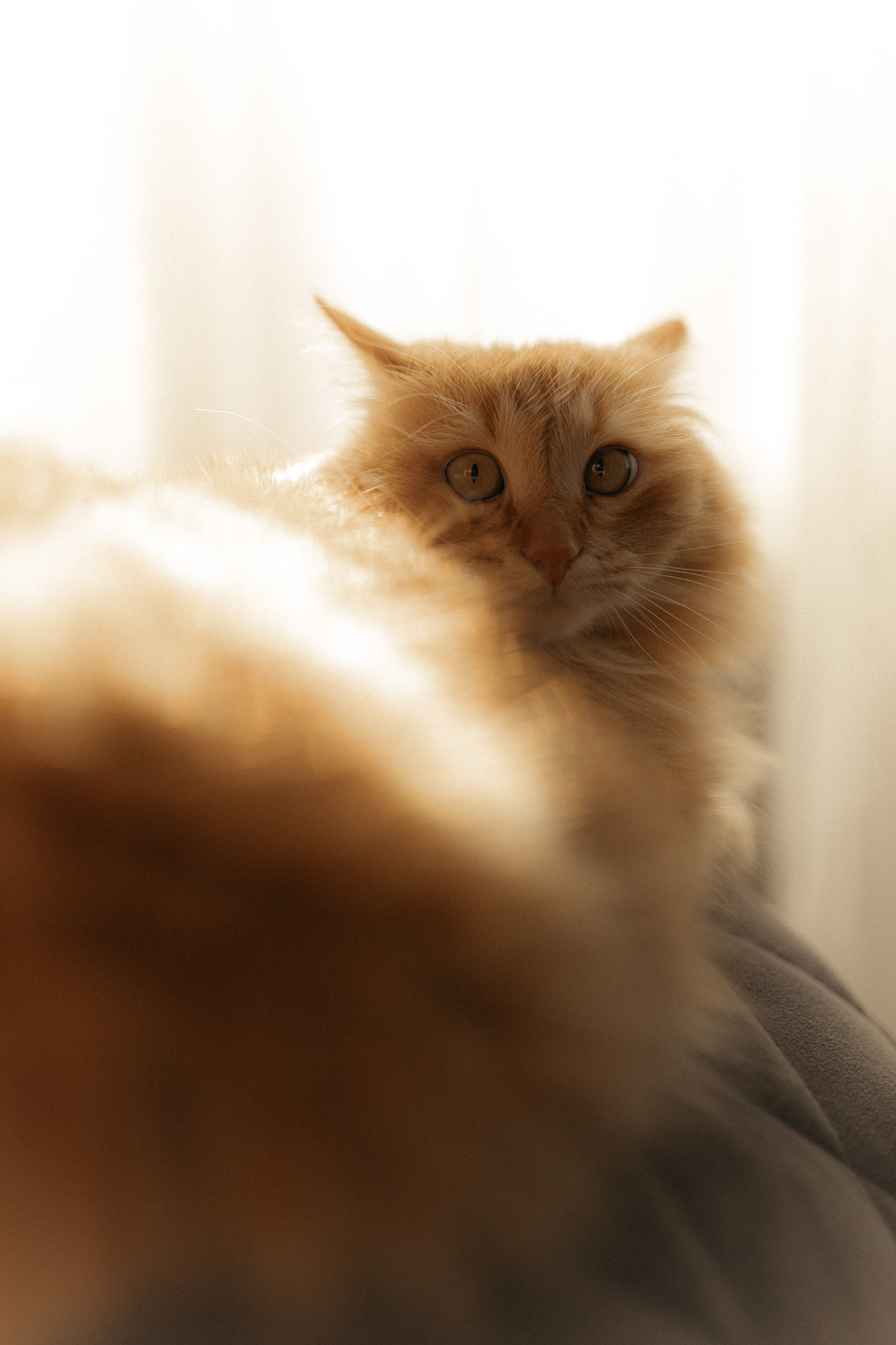 Алиса. DARYA.BELKINA