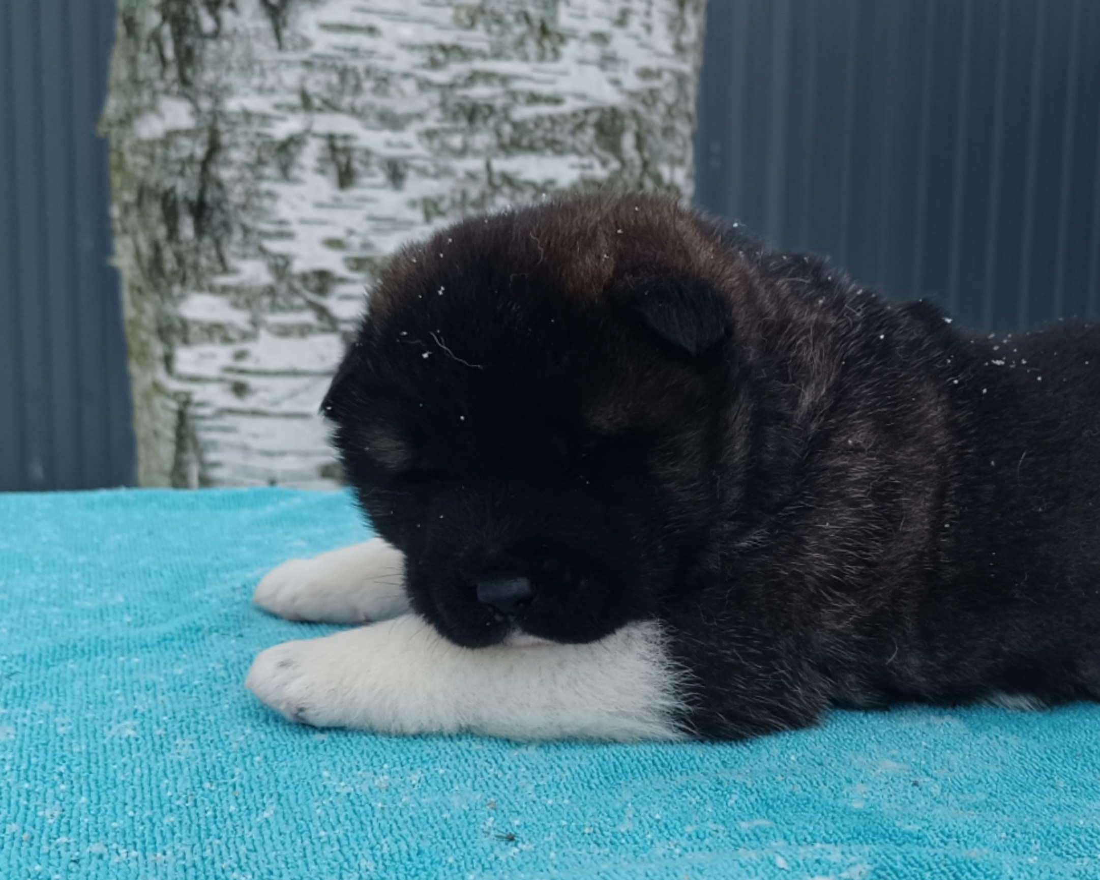 Американская акита  щенки питомник Санкт-Петербург клубные щенки Американская акита питомник RUBYLIGHT Рубилайт купить щенка американской акиты