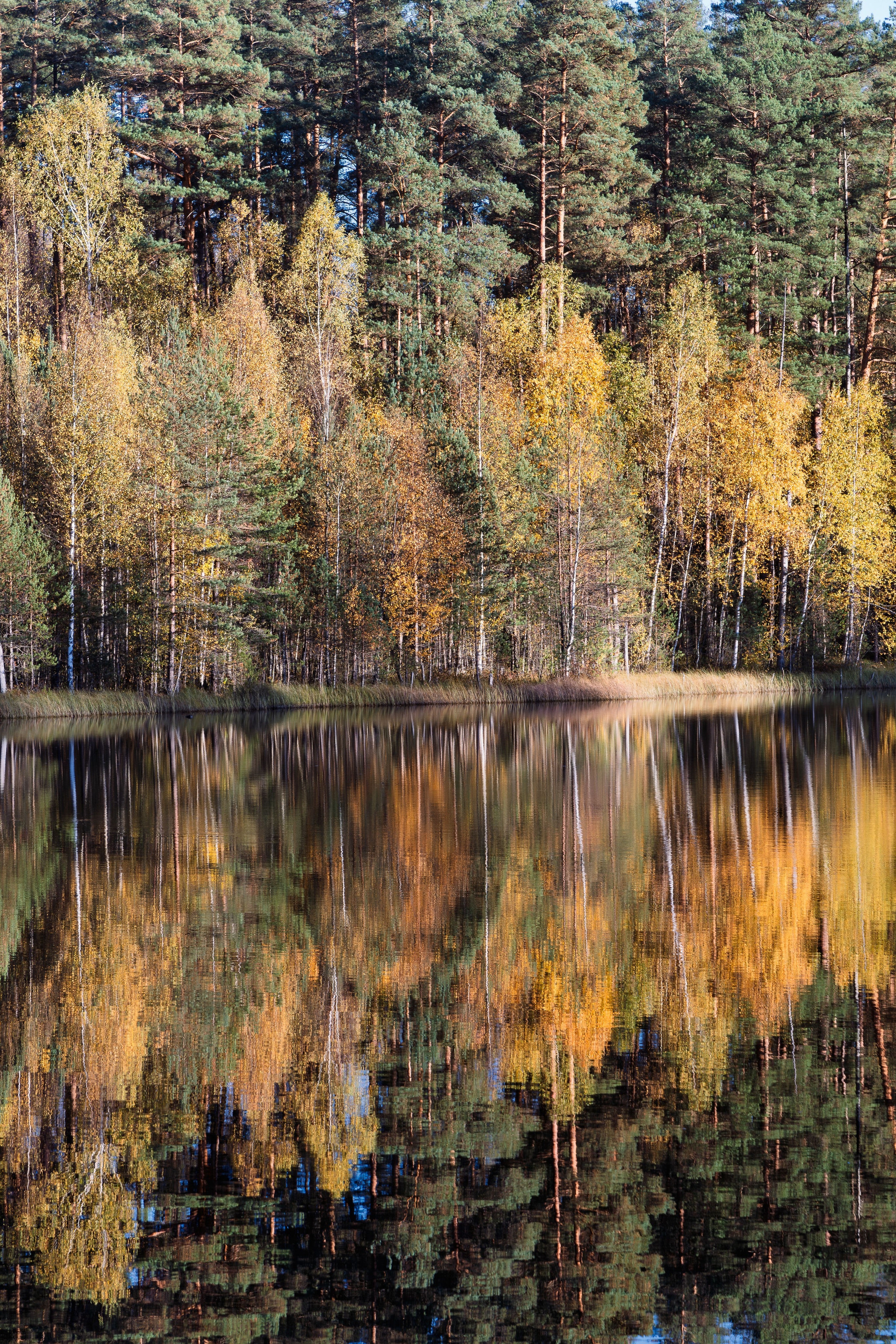Голубые озера, Псковская область. Октябрь 2024. Фотограф Никифоров-Гордеев Сергей. Москва и МО