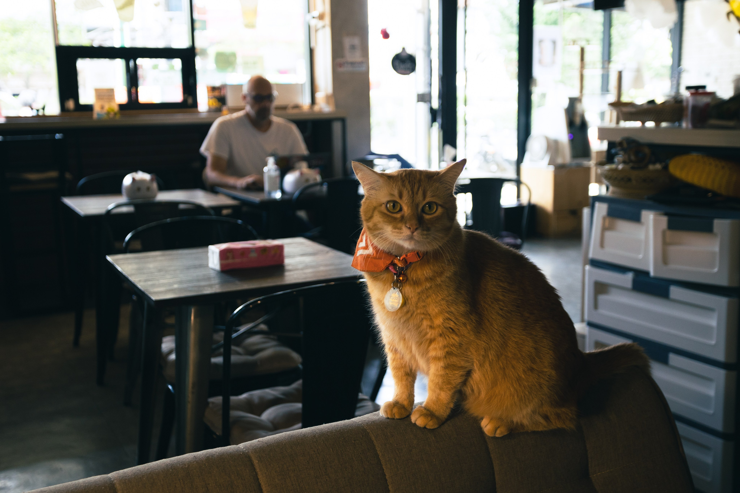 Cazz Cafe. Фотограф Сонкина Татьяна