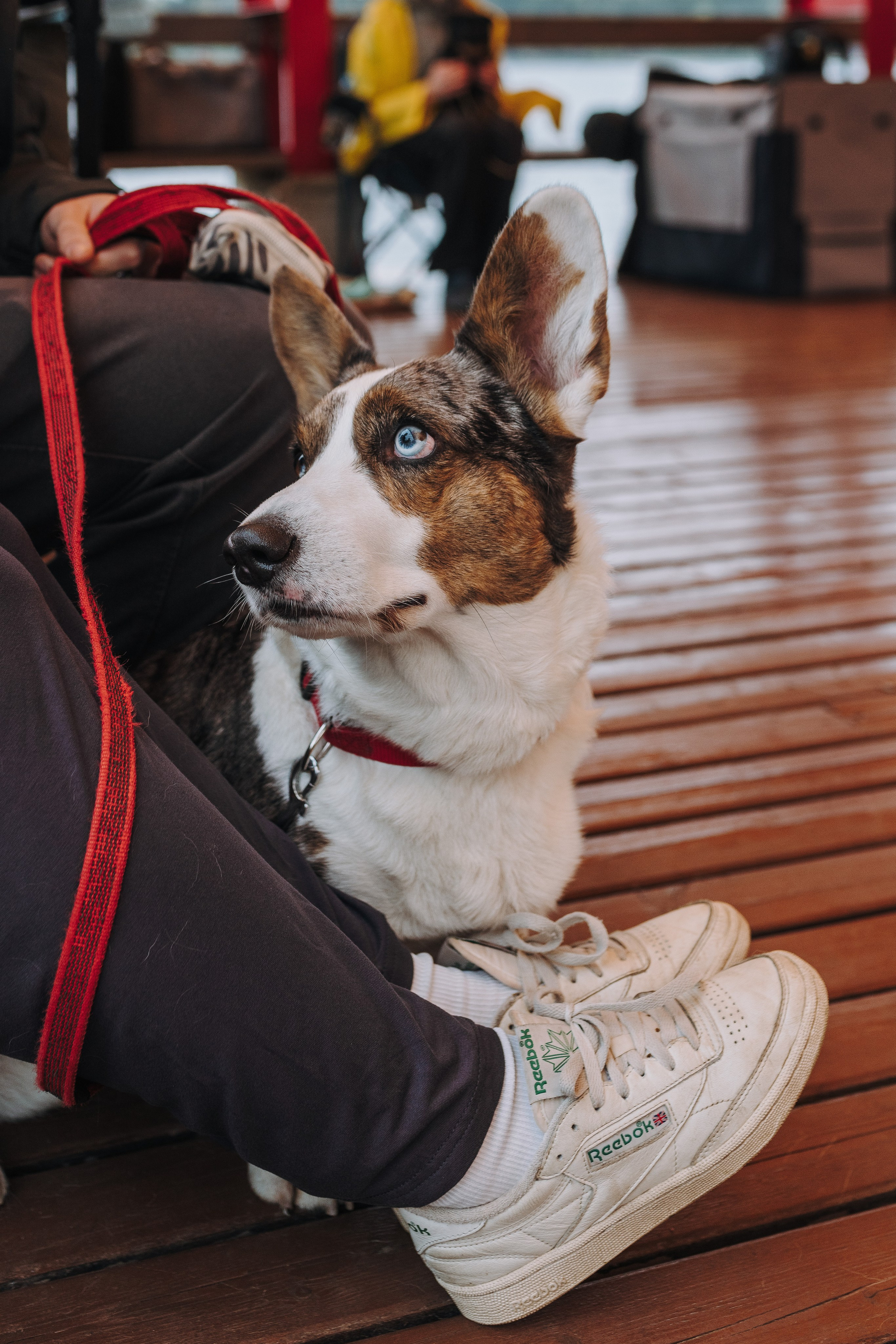 Соревнования по ноузворку в Лосево. Фотограф анималист в Спб недорого Олеся Майорова