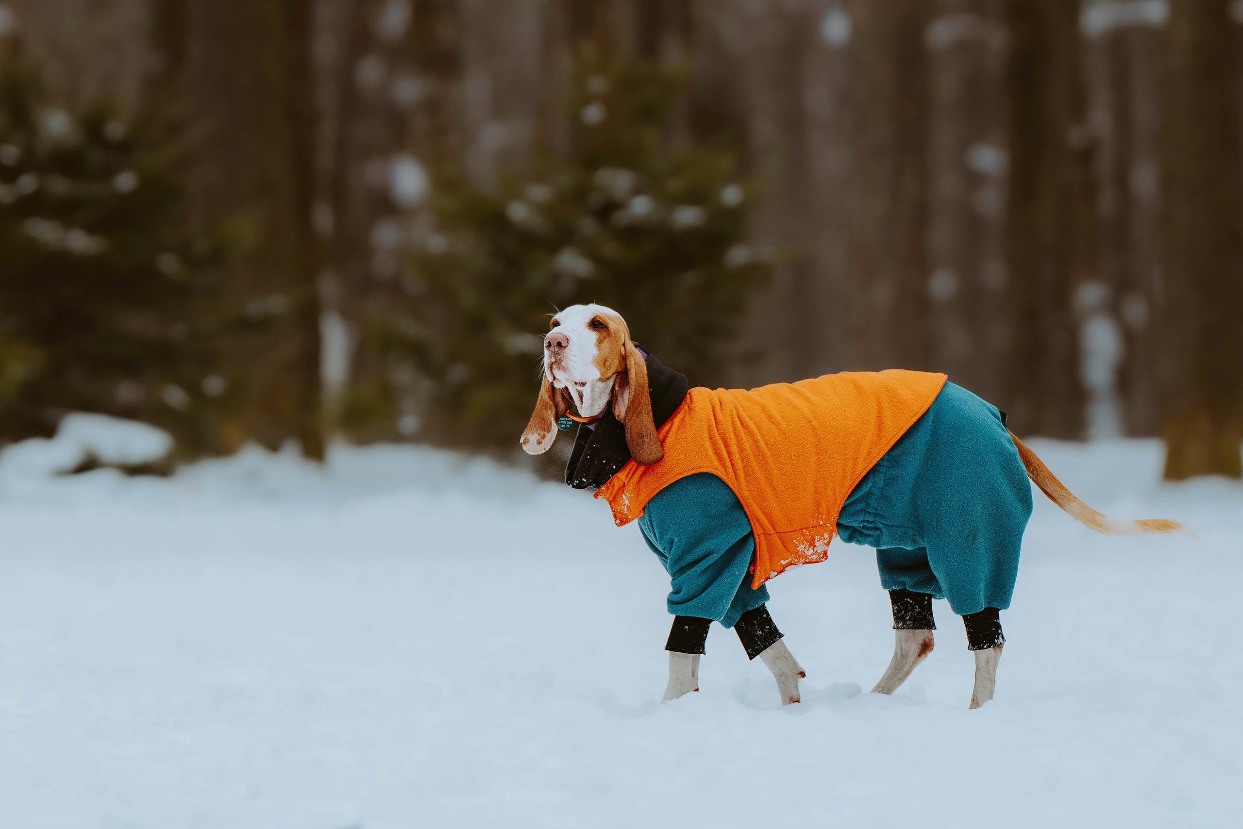 Ольга, Рора и Румпель. Фотограф анималист в Спб недорого Олеся Майорова