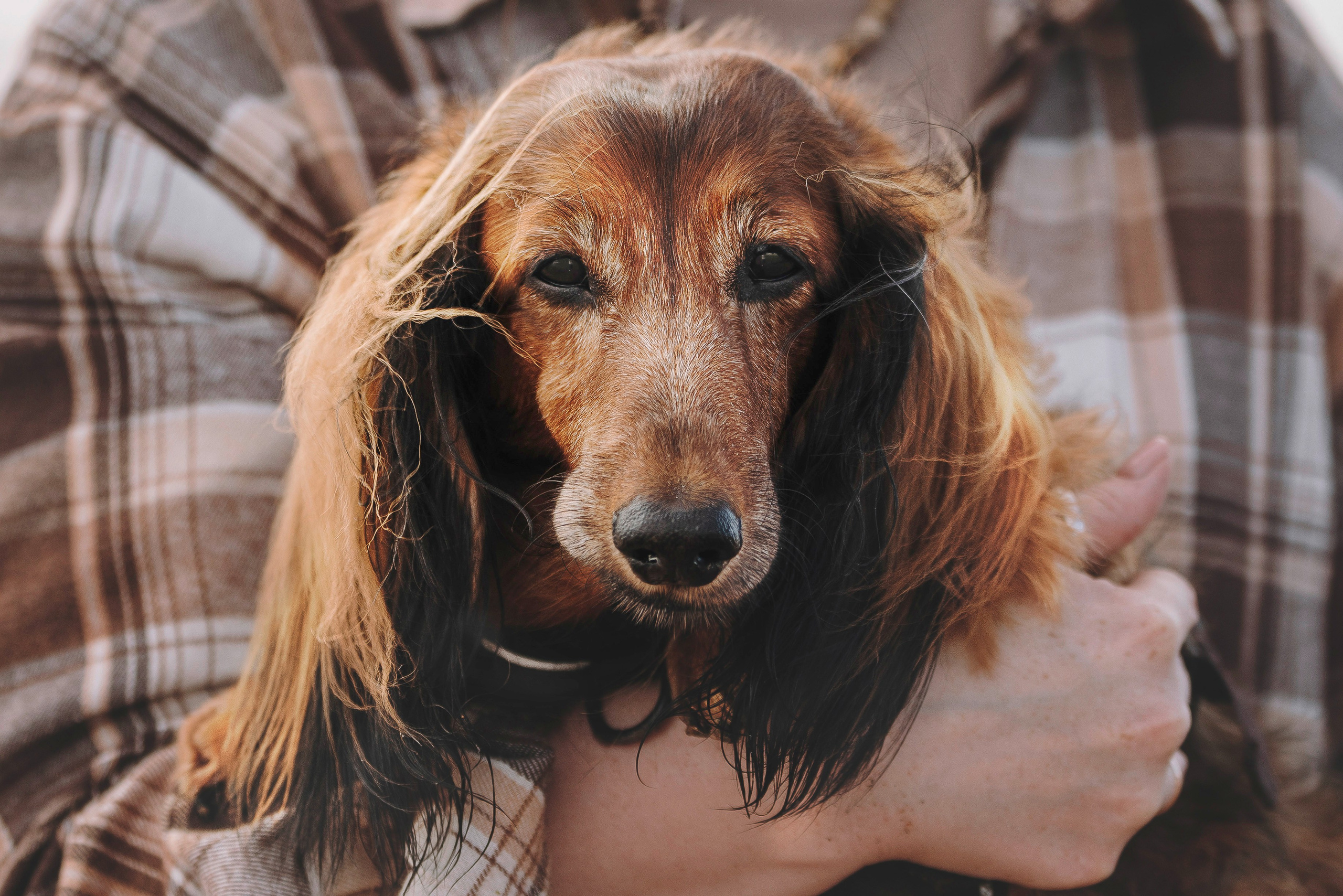 Фотосессия с длиношерстной таксой на пляжн. Фотограф анималист в Спб недорого Олеся Майорова