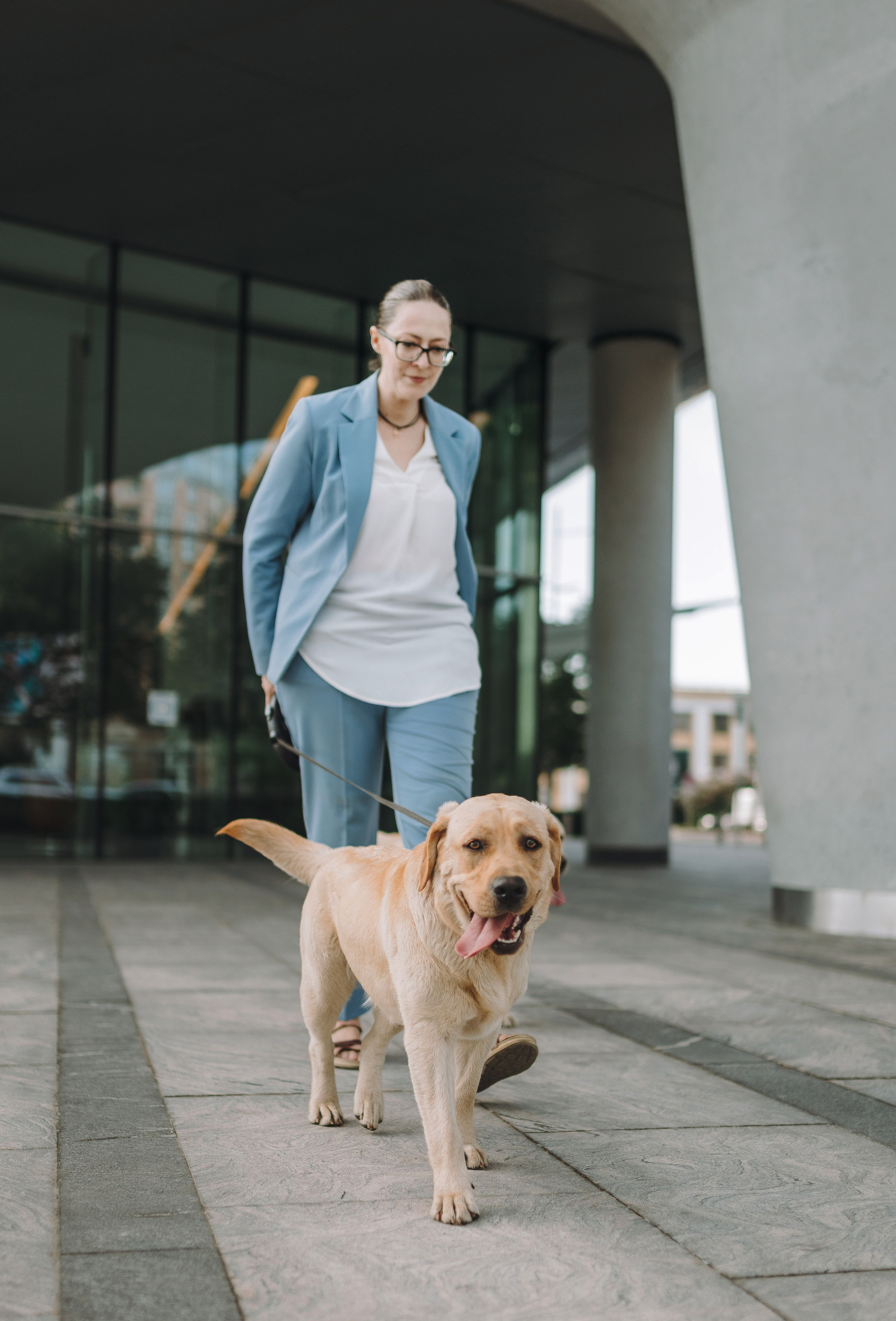 Лабрадоры питомника IRISLAV. Фотограф анималист в Спб недорого Олеся Майорова
