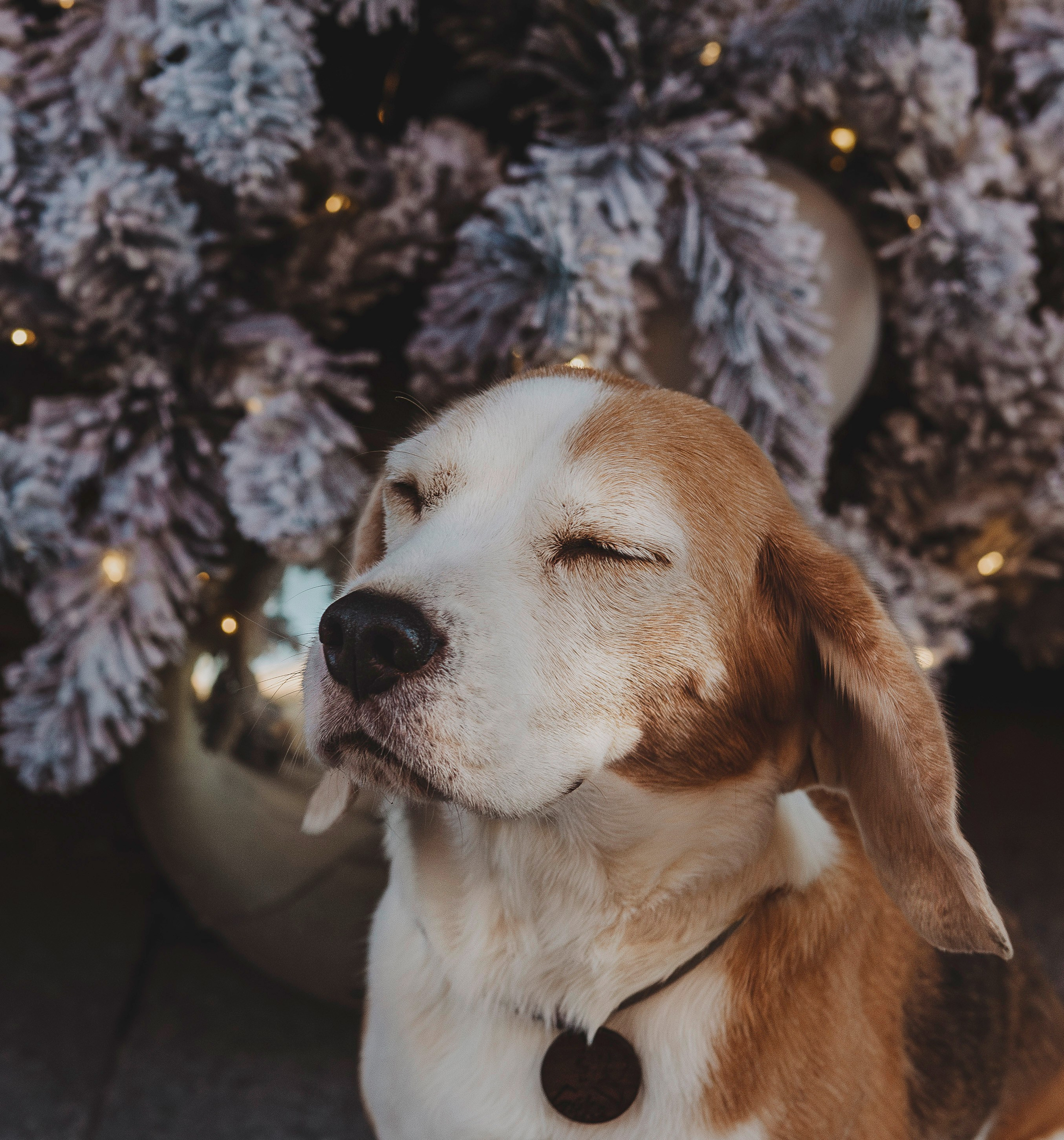 Ксения и Гаечка. Фотограф анималист в Спб недорого Олеся Майорова