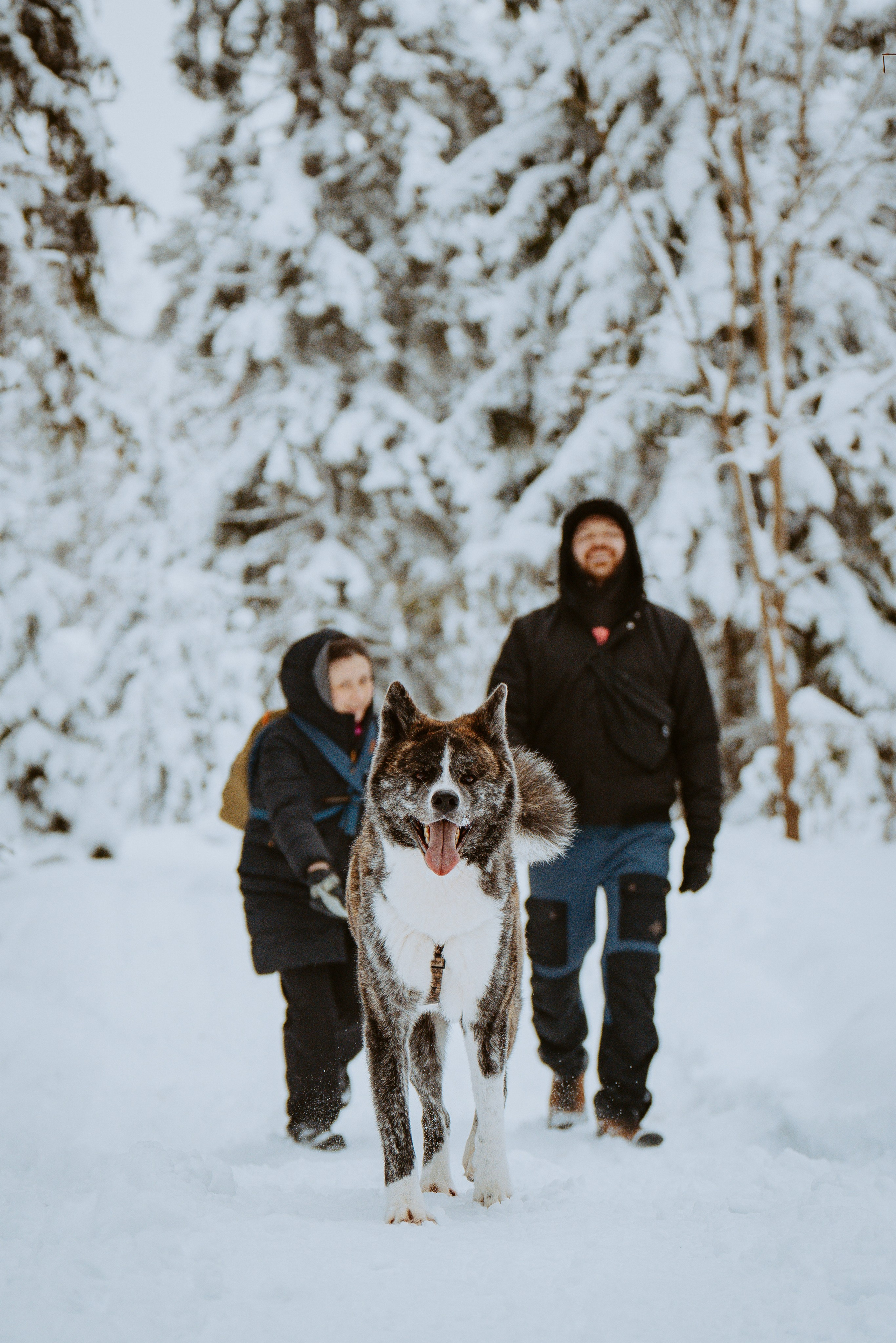 Дог трекинг. Фотограф анималист в Спб недорого Олеся Майорова